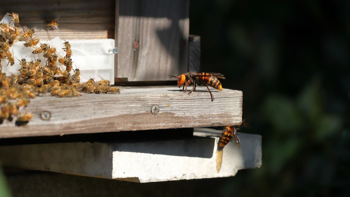 Sršeň asijská (Vespa velutina) při útoku na včelín