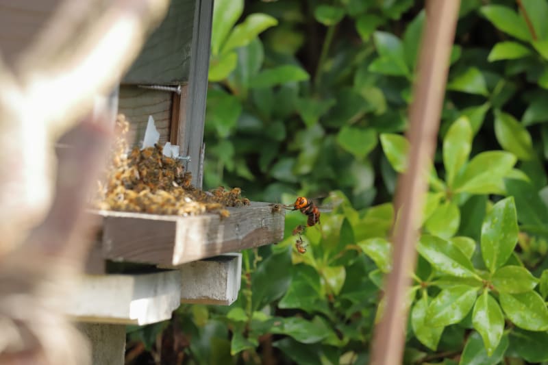 Sršeň asijská největší obavy vzbuzuje mezi včelaři. Je predátorem různých druhů hmyzu a může způsobit velké ztráty na včelstvech. 