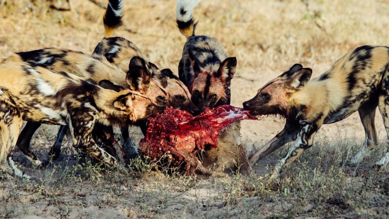 Hyeny během svačiny