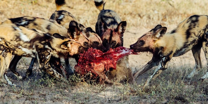 Hyeny během svačiny