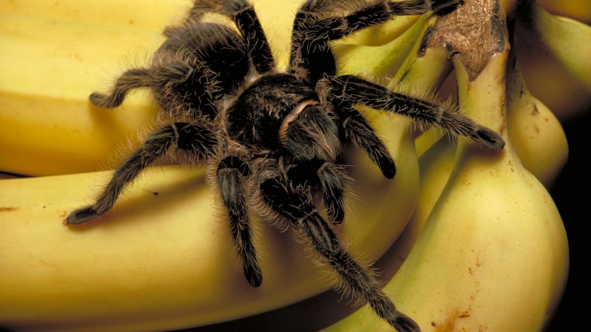 Angličan Craig Harrison se zděsil, když našel v tašce s banány z windsorského supermarketu obrovského pavouka. (Ilustrační foto)