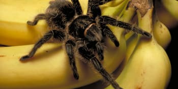 V rakouském obchodu našli nejjedovatějšího pavouka světa. Kousnutí způsobuje křeče i smrt