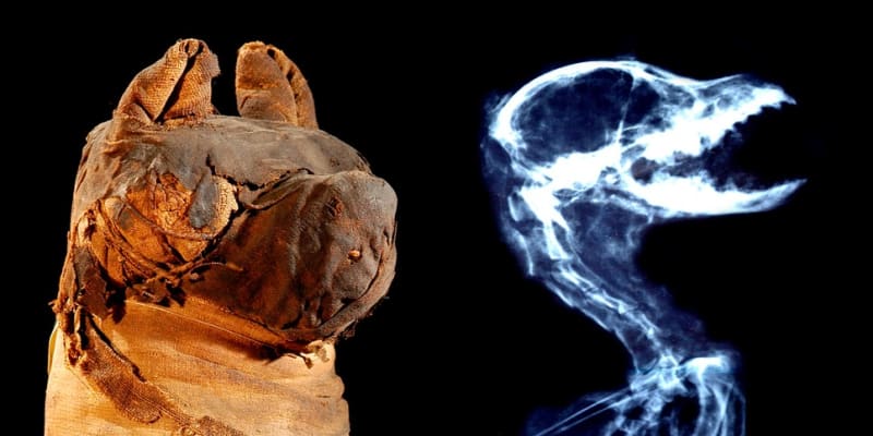 Mumifikovaný pes a jeho rentgenový snímek