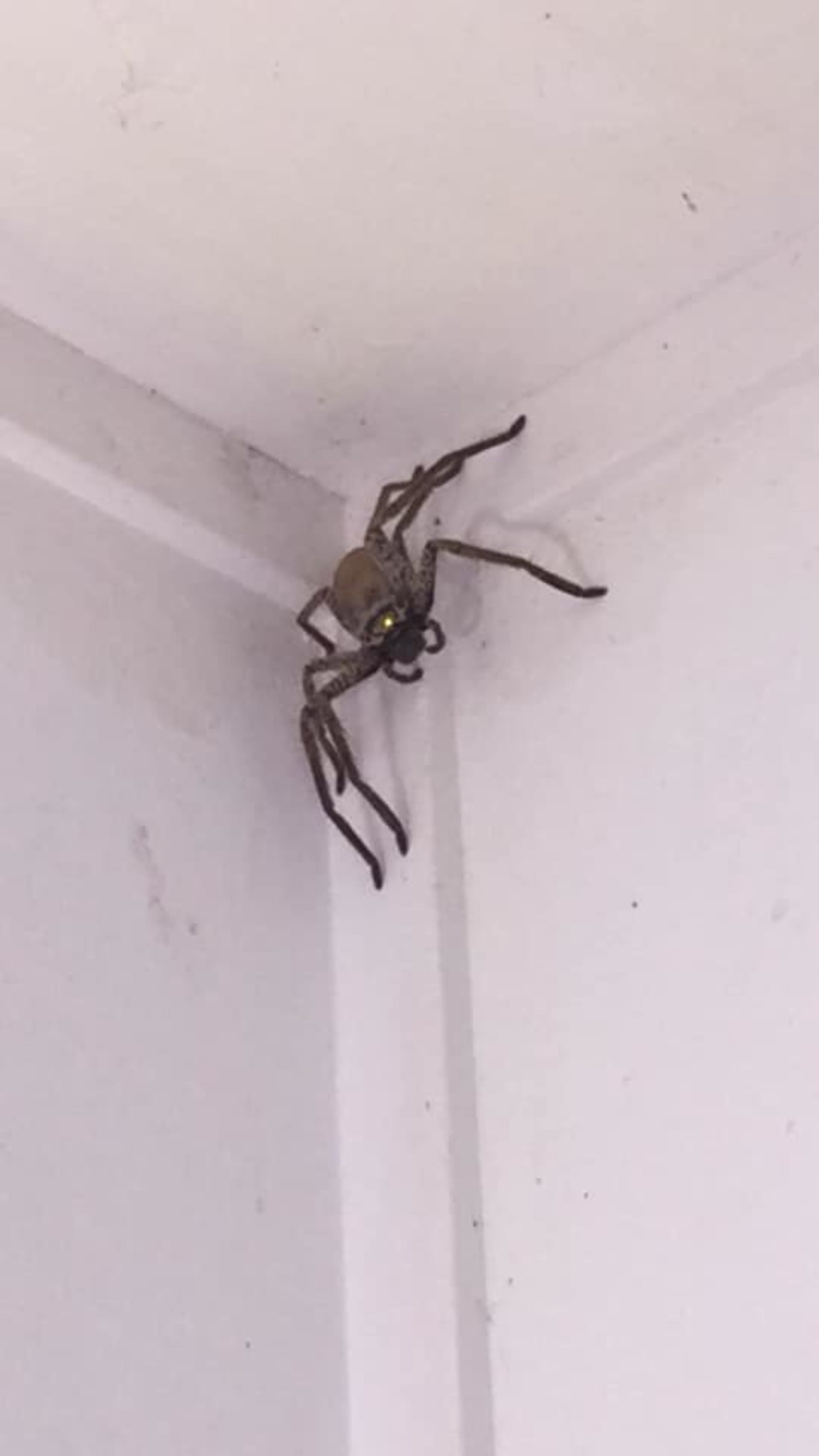 Žena našla doma obřího pavouka. 1