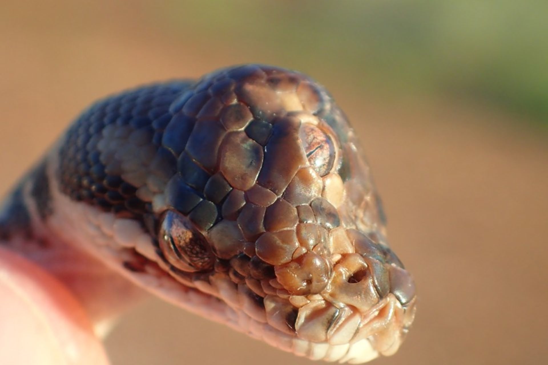 Správci parku našli hada, který měl tři oči 2