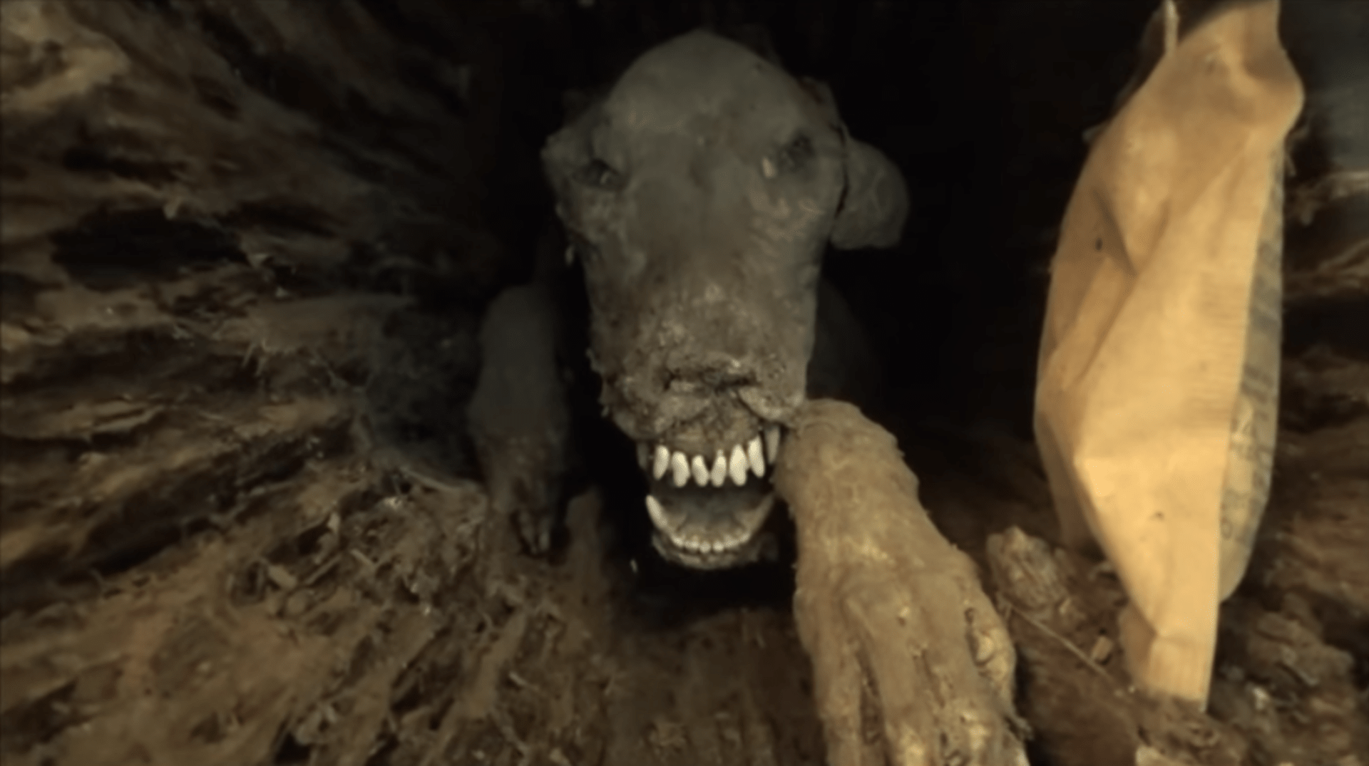 Dřevorubci našli mumii psa