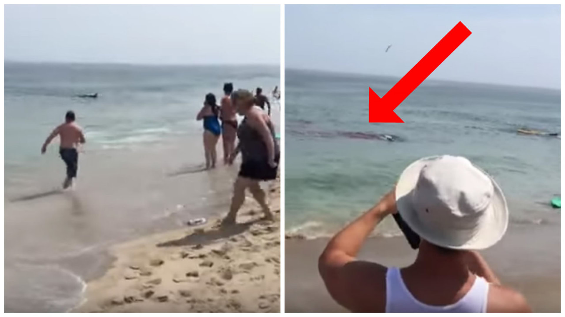 Bílý žralok zaútočil přímo na pláži.