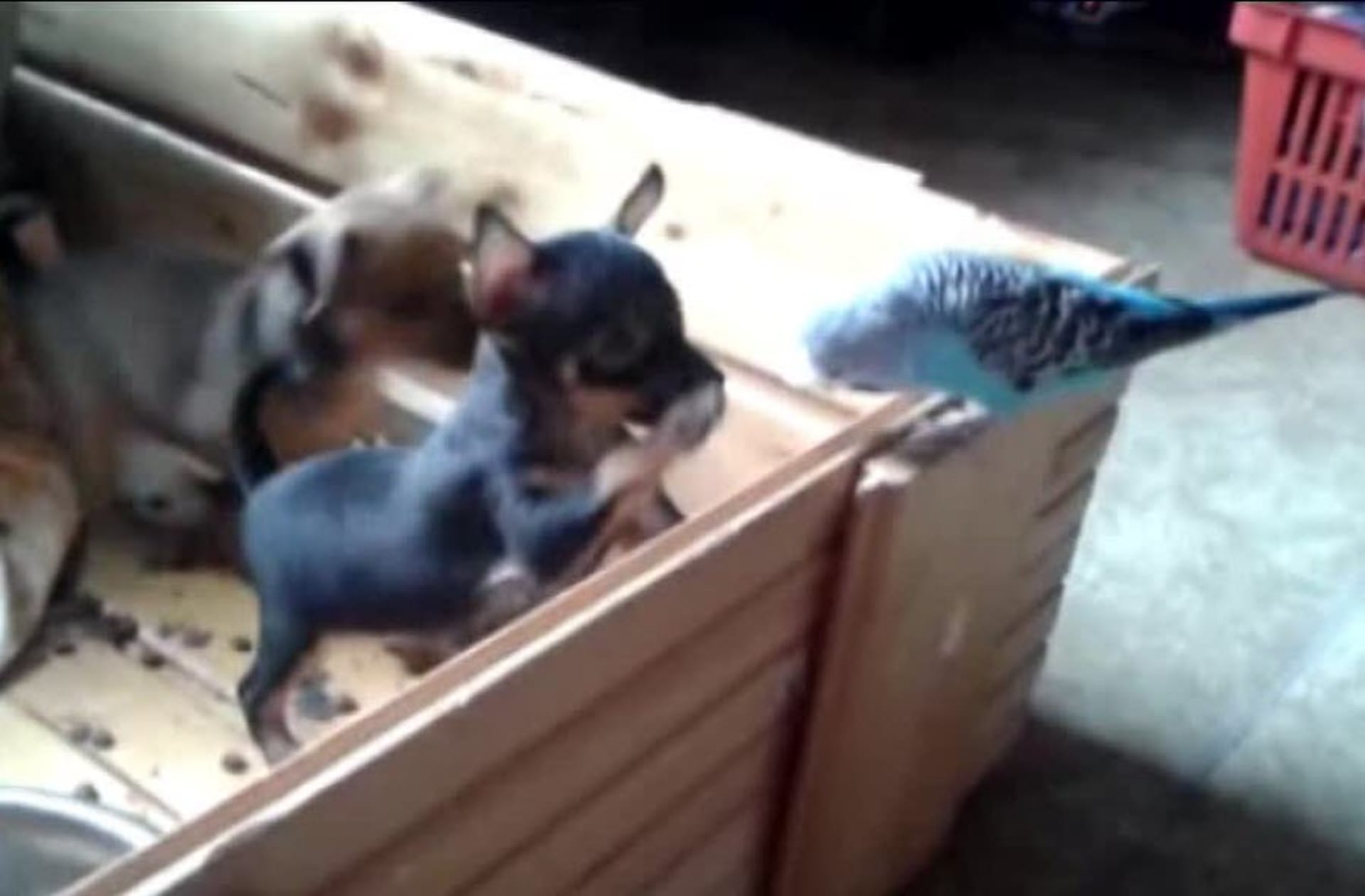 Video Divácké zprávy: Andulka se kočkuje se štěňaty