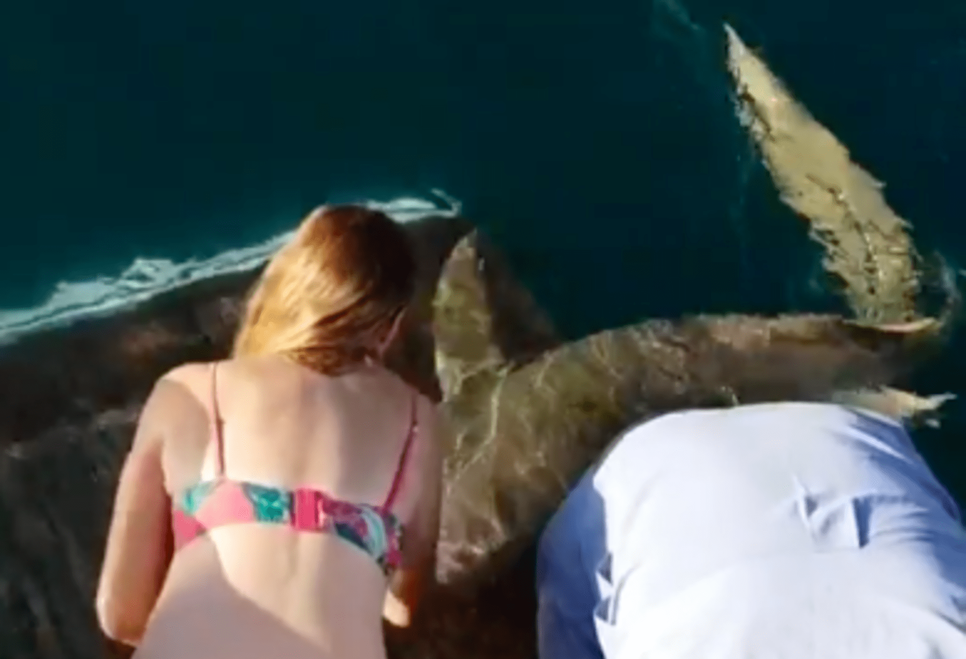 Brutální útok žraloka na ženu, která ho krmila 1