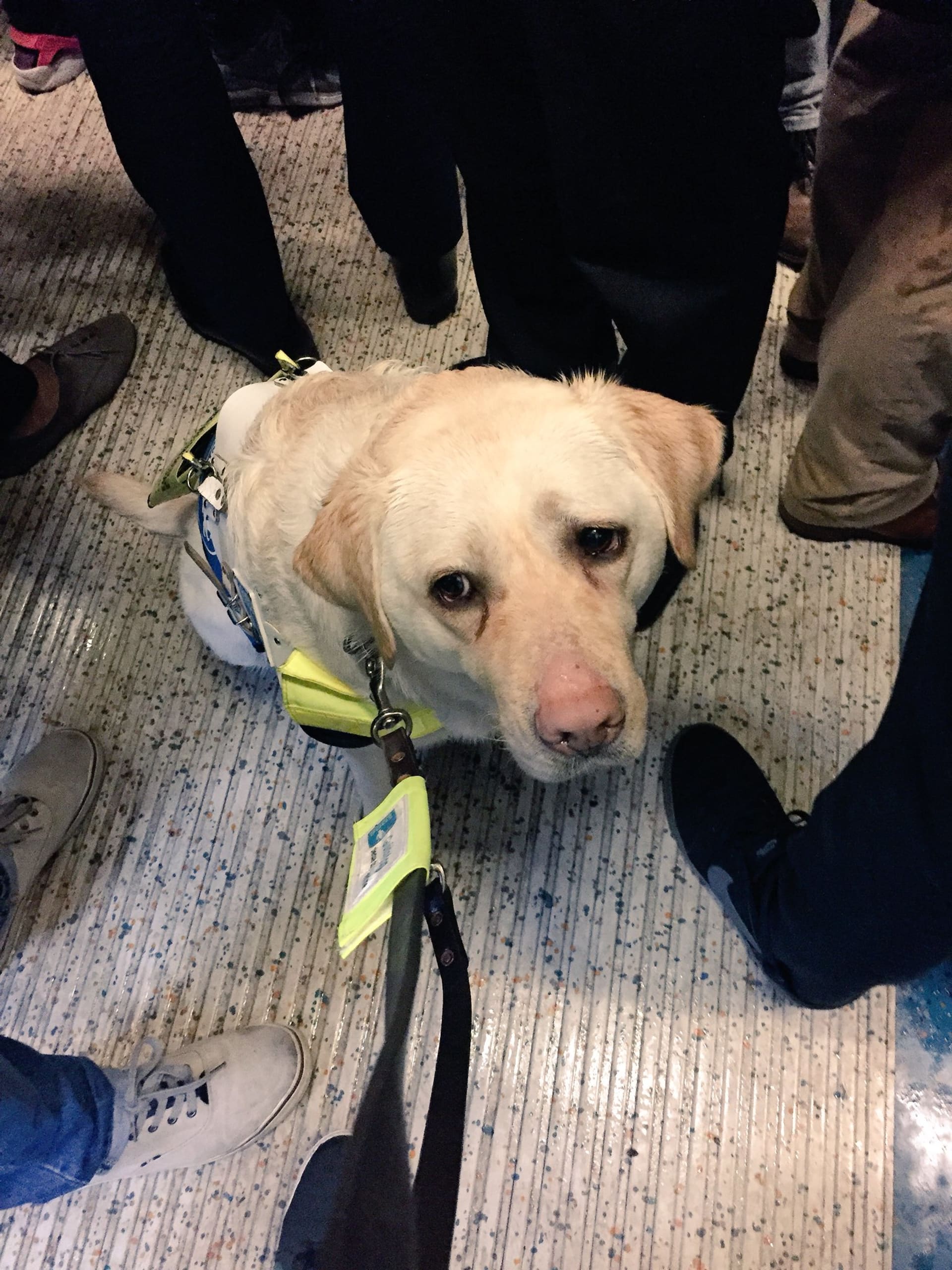 Slepý muž v metru se psem Kikou.