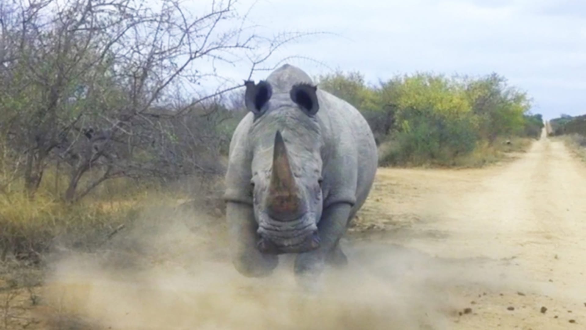 Zuřivý nosorožec napadl auto