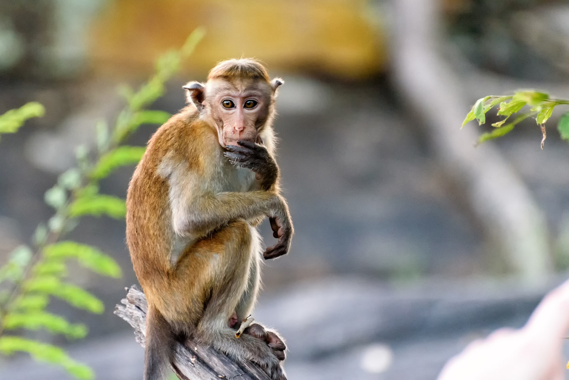Makakové často zakládají opičí zlodějské gangy