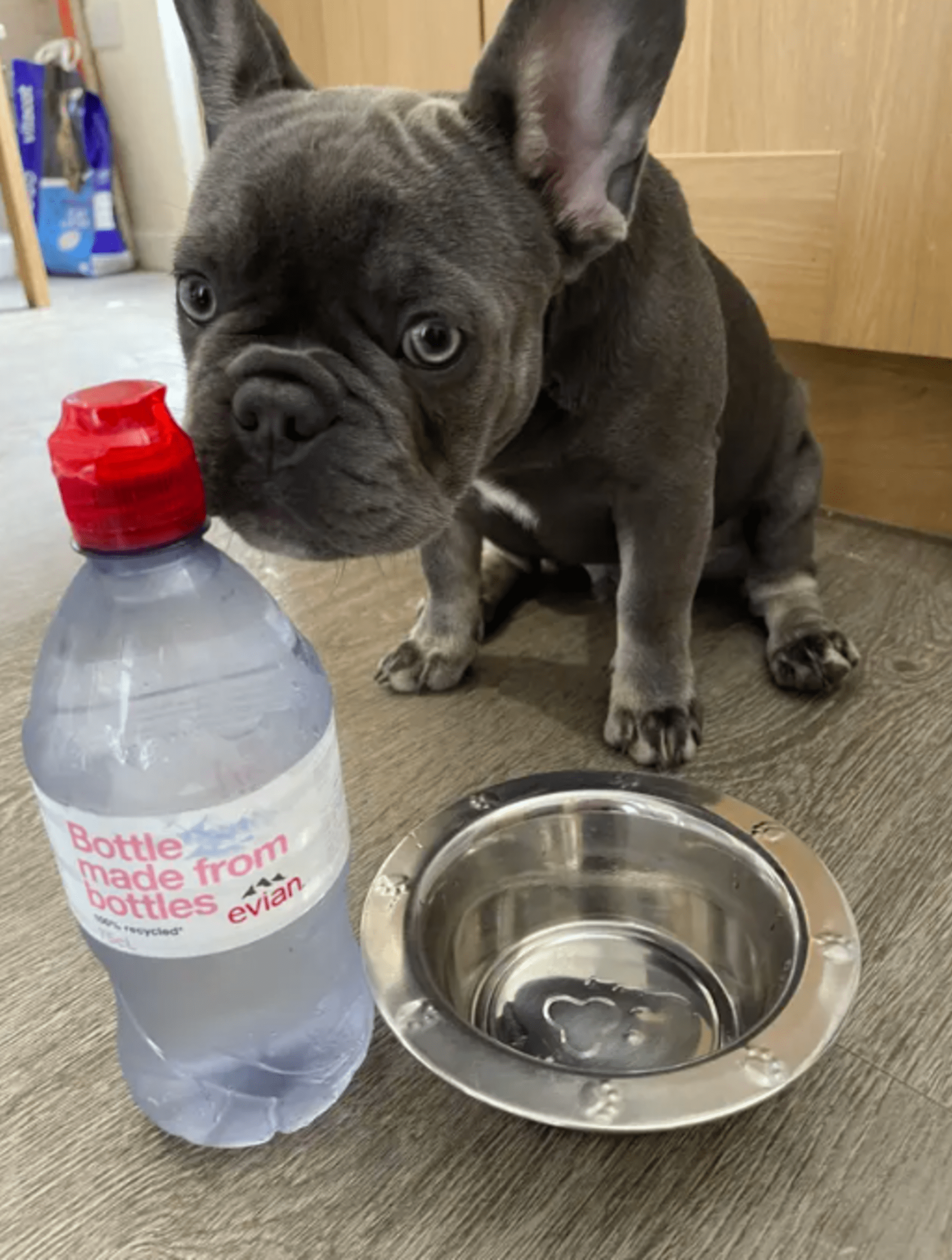 Lizzi Pallister svého psa rozmazlila a on nechce pít vodu z kohoutku
