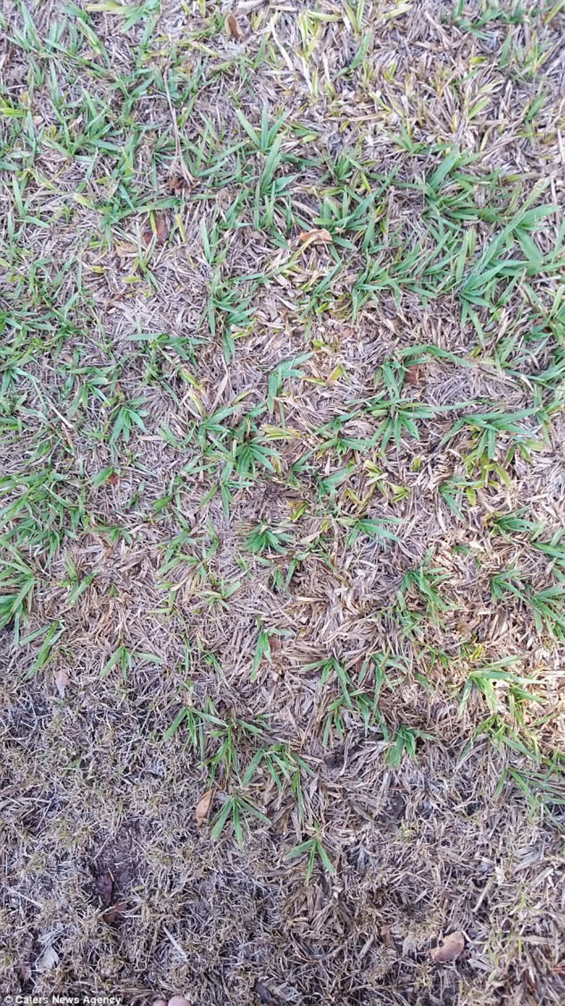 Pavouk ukrytý v trávě.