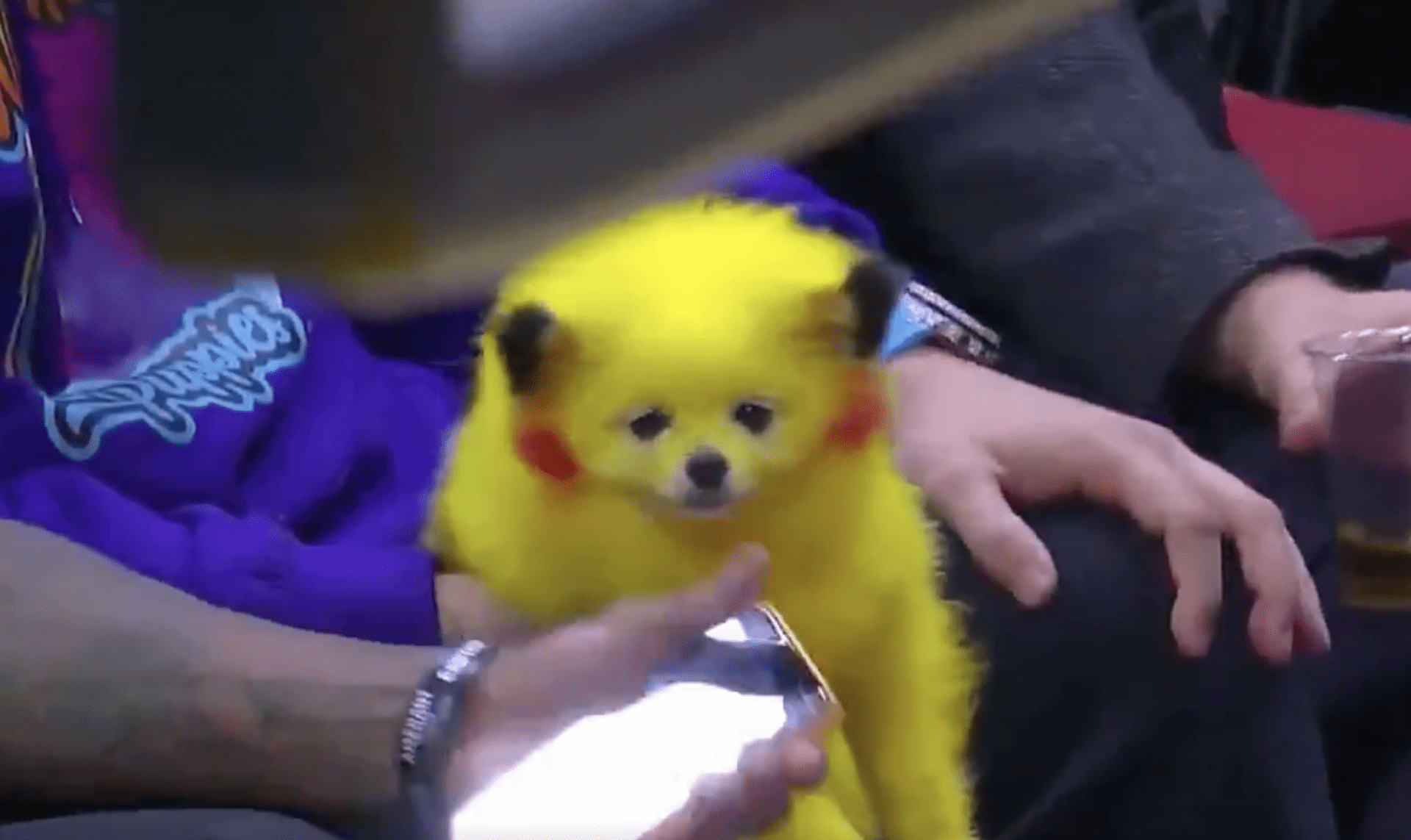 Týpek obarvil psa na barvy Pikachu 1
