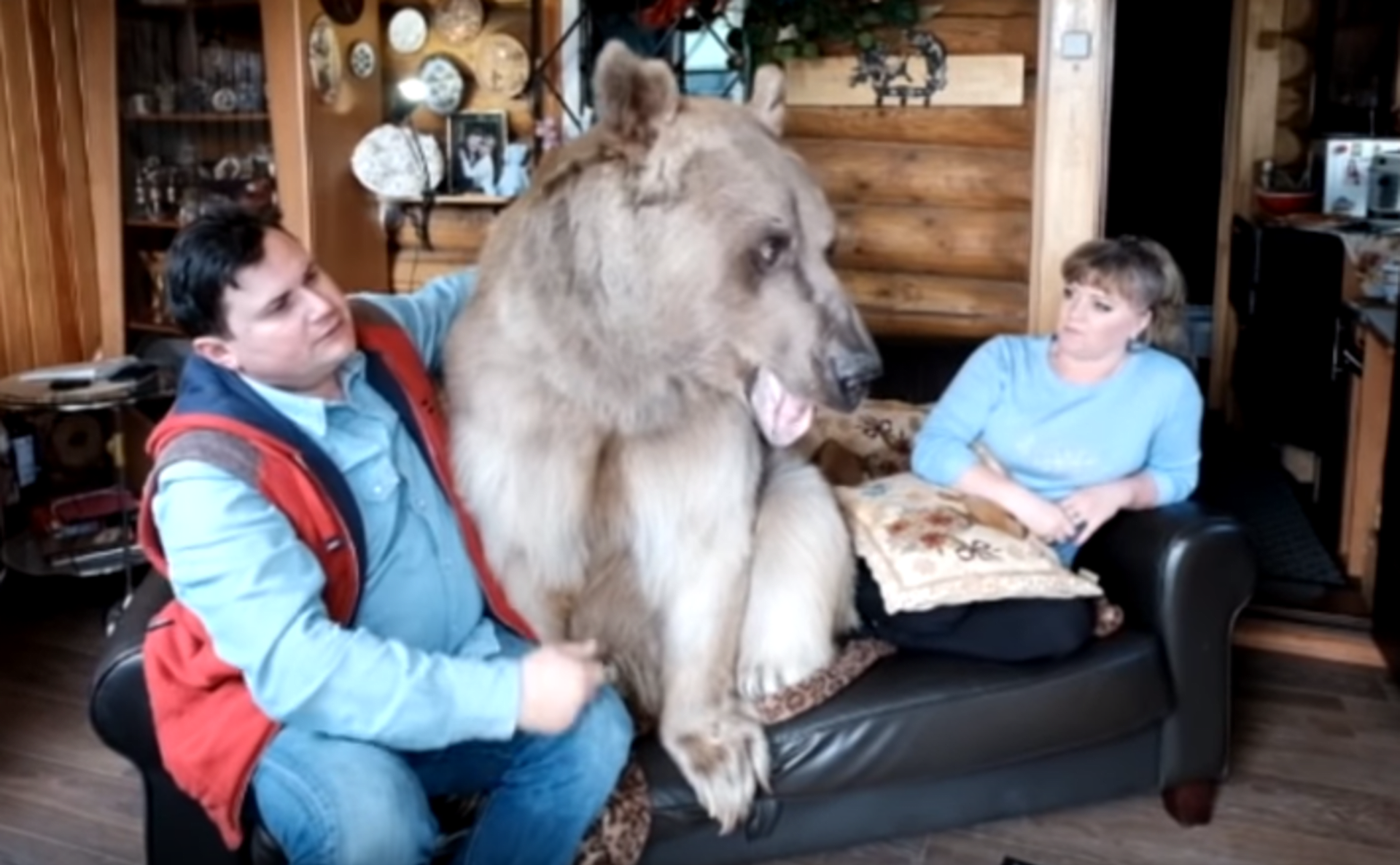 Ruský pár žije s medvědem
