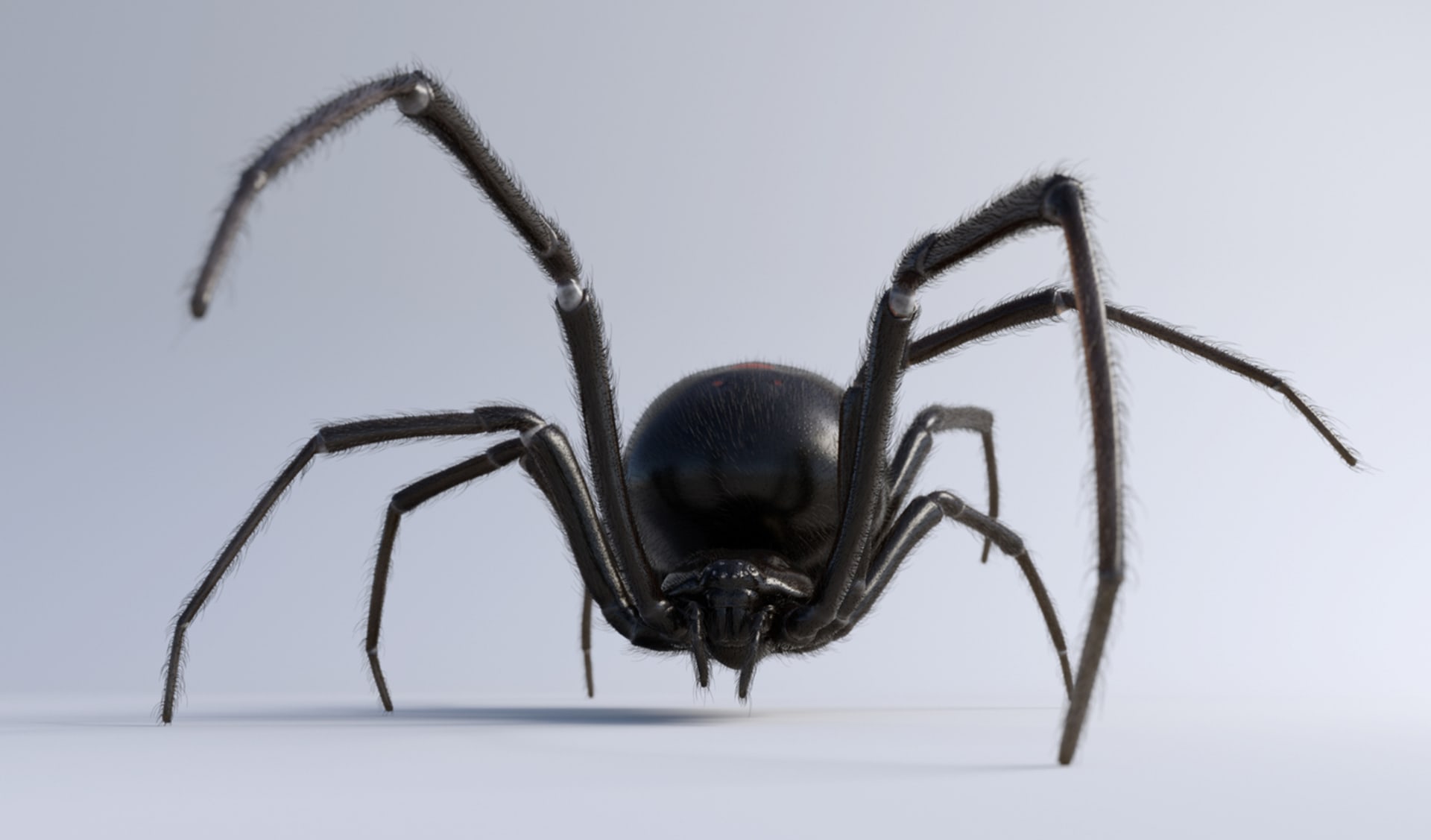 Zoo objevila nový druh jedovatého pavouka 1