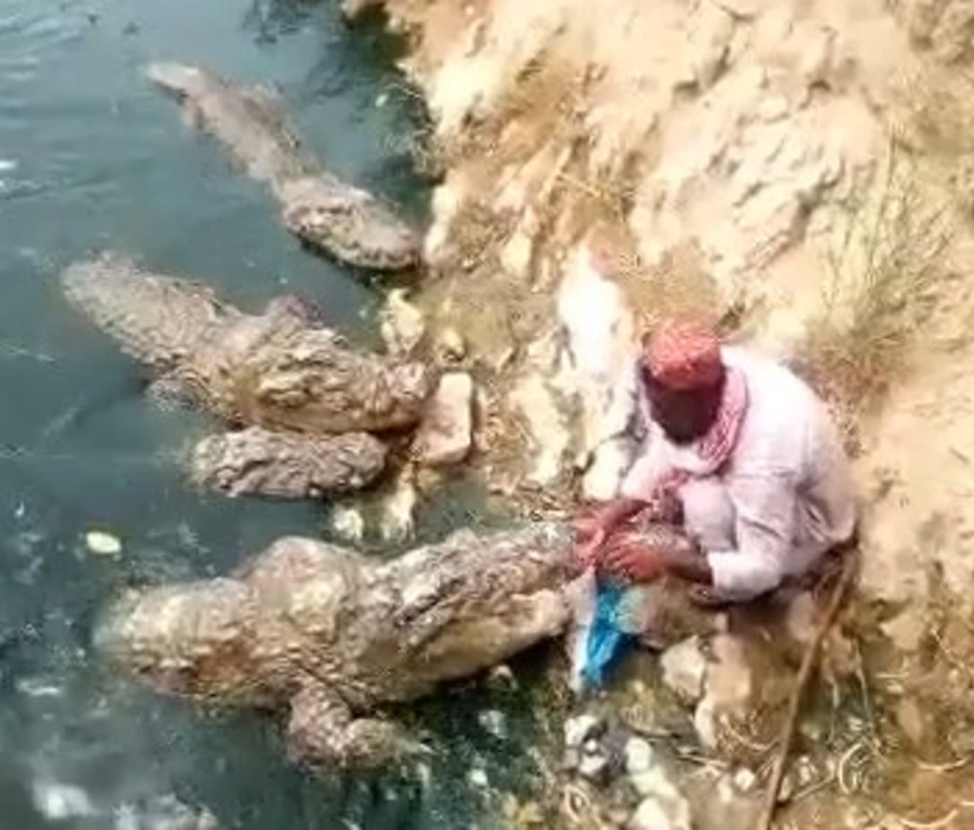 Muž krmil krokodýly přímo z ruky