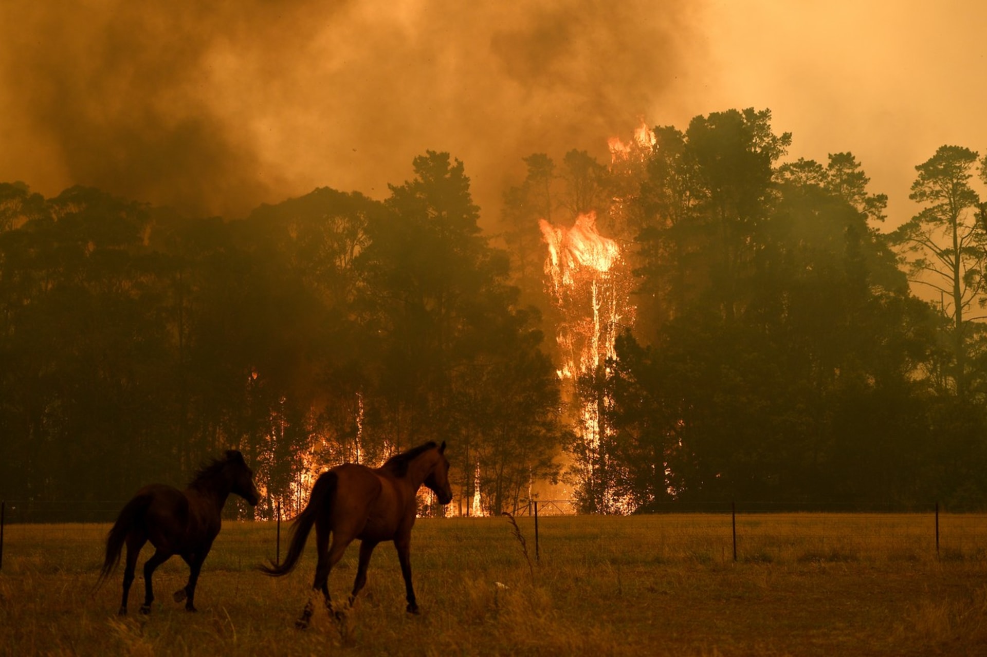 Australské požáry si už vyžádaly před miliardu mrtvých zvířat 1