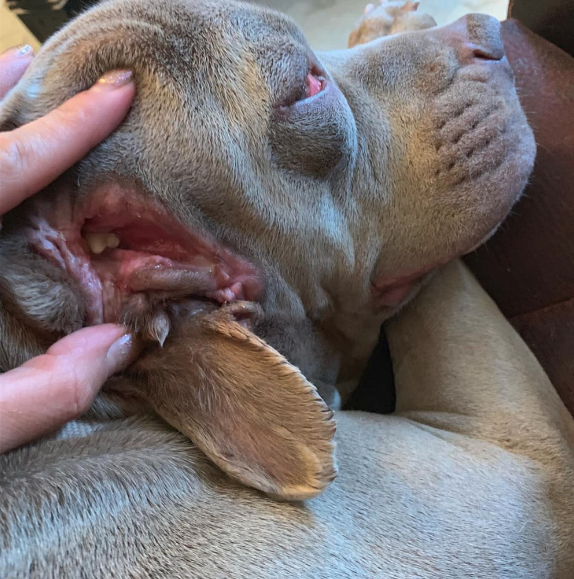 Pes s druhou tlamou v uchu 2