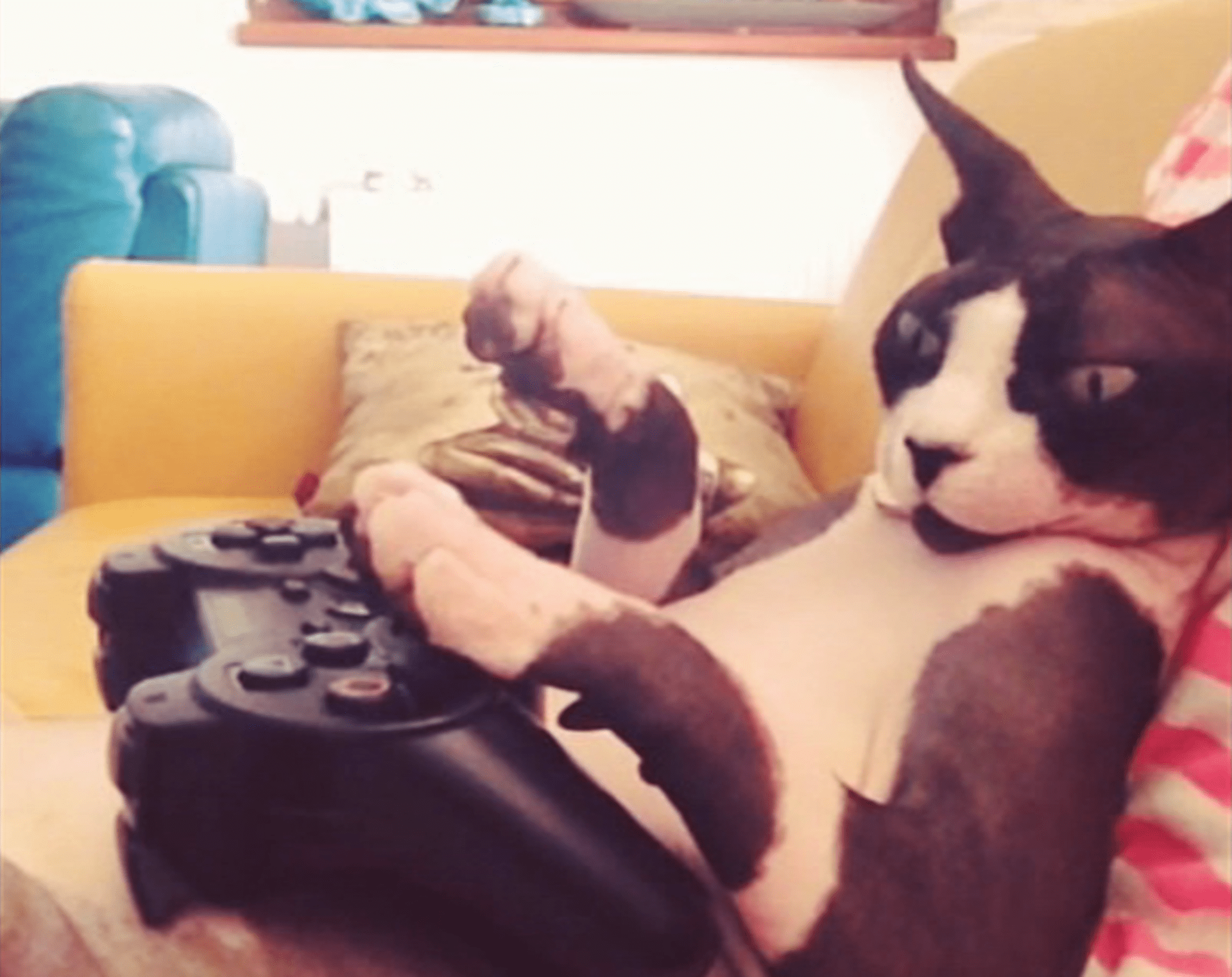 video Divácké zprávy: Tak tomu neuvěříte - kočka hraje videohry!