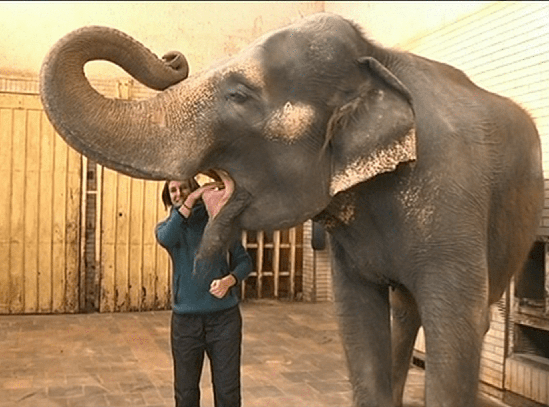 Video VIP zprávy: Atletka Zuzana Hejnová si  moc dobře rozumí se slonicí z liberecké ZOO
