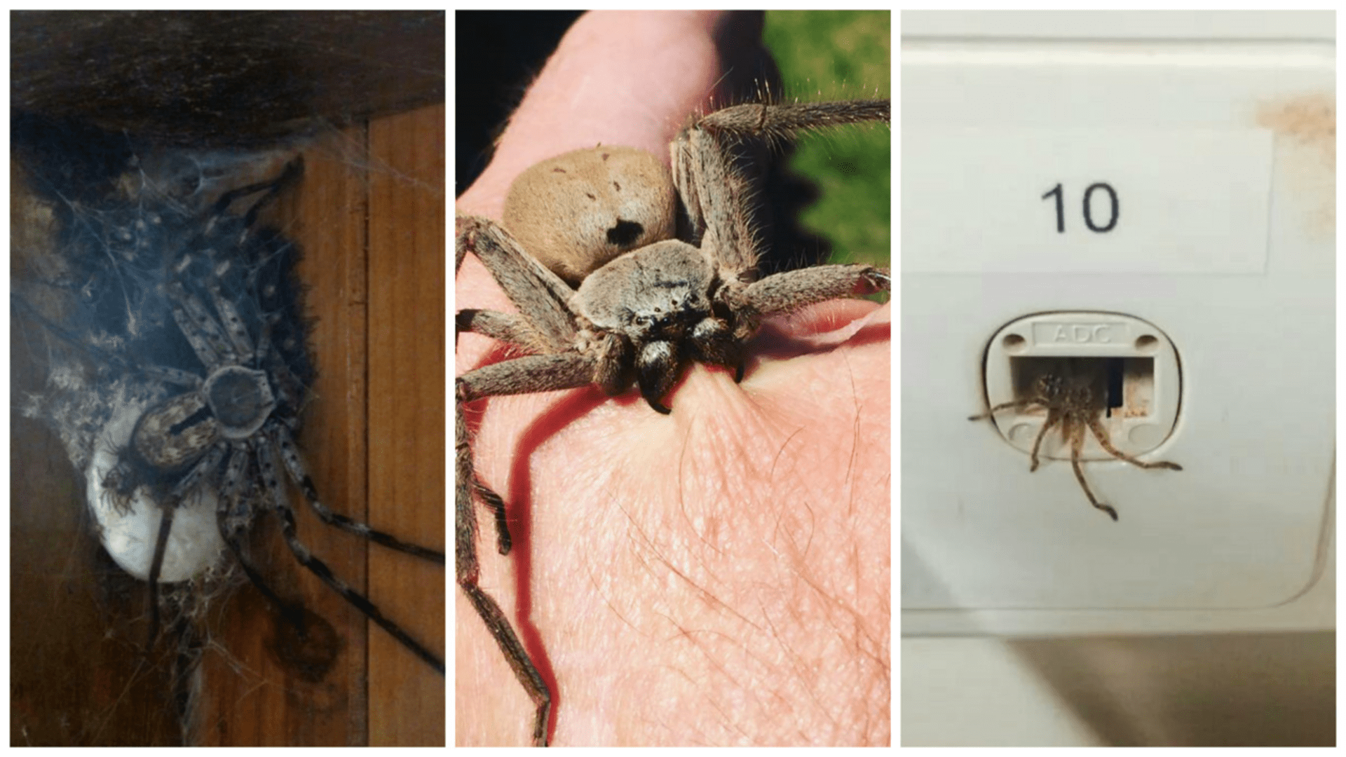 Tohle jsou nejděsivější fotky pavouků na internetu