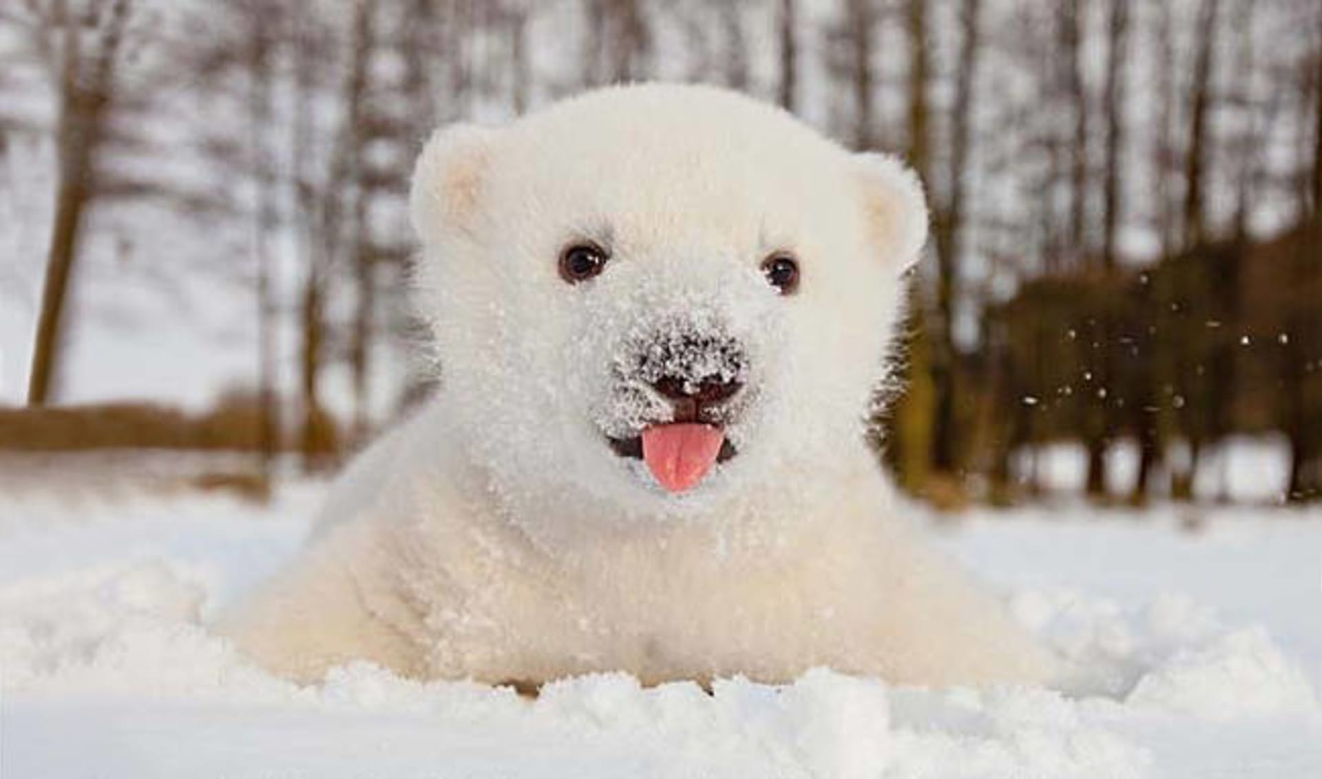 Zvířátka ve sněhu jsou opravdu roztomilá! - Obrázek 3