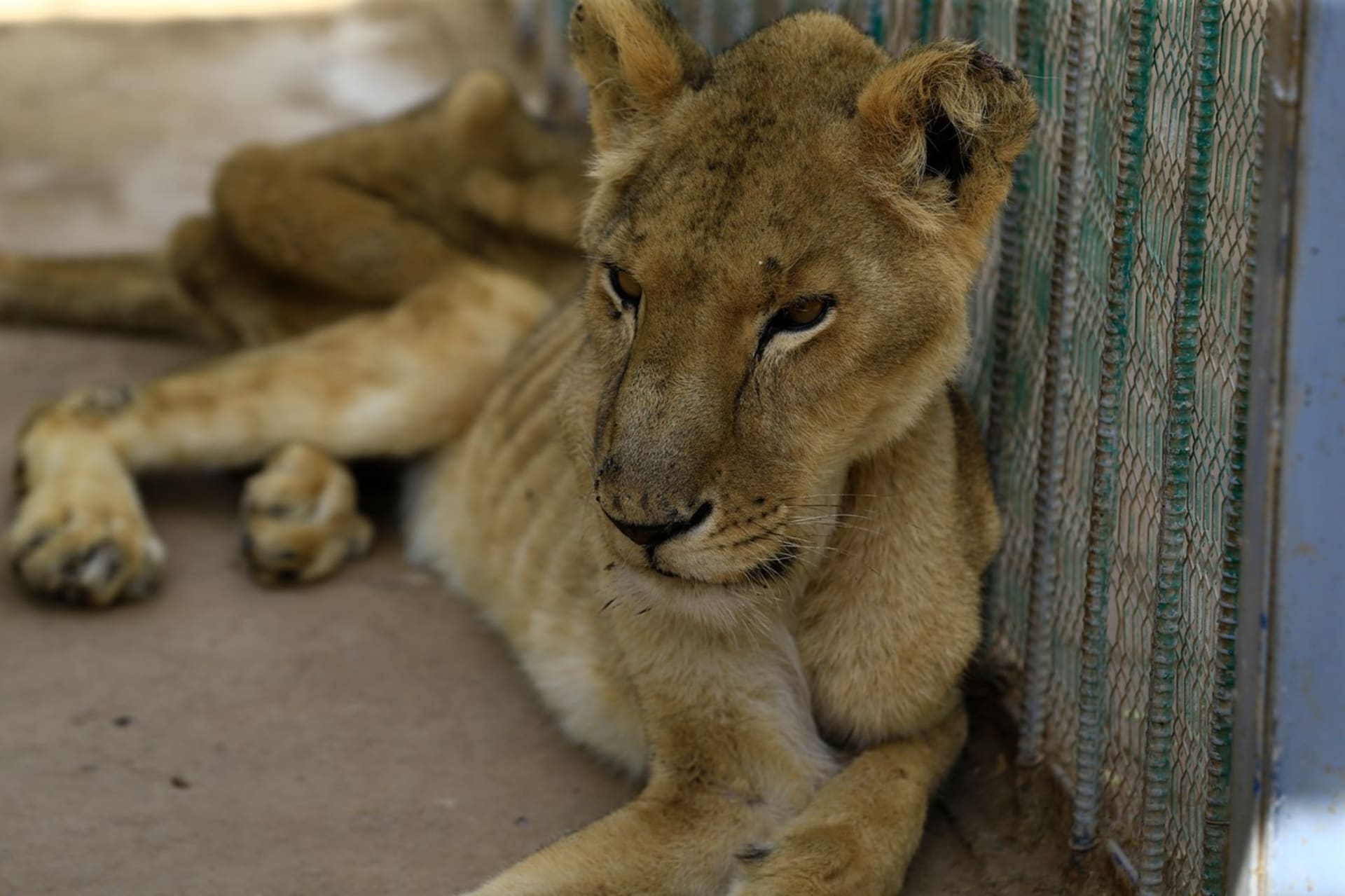 Zoo v Súdánu