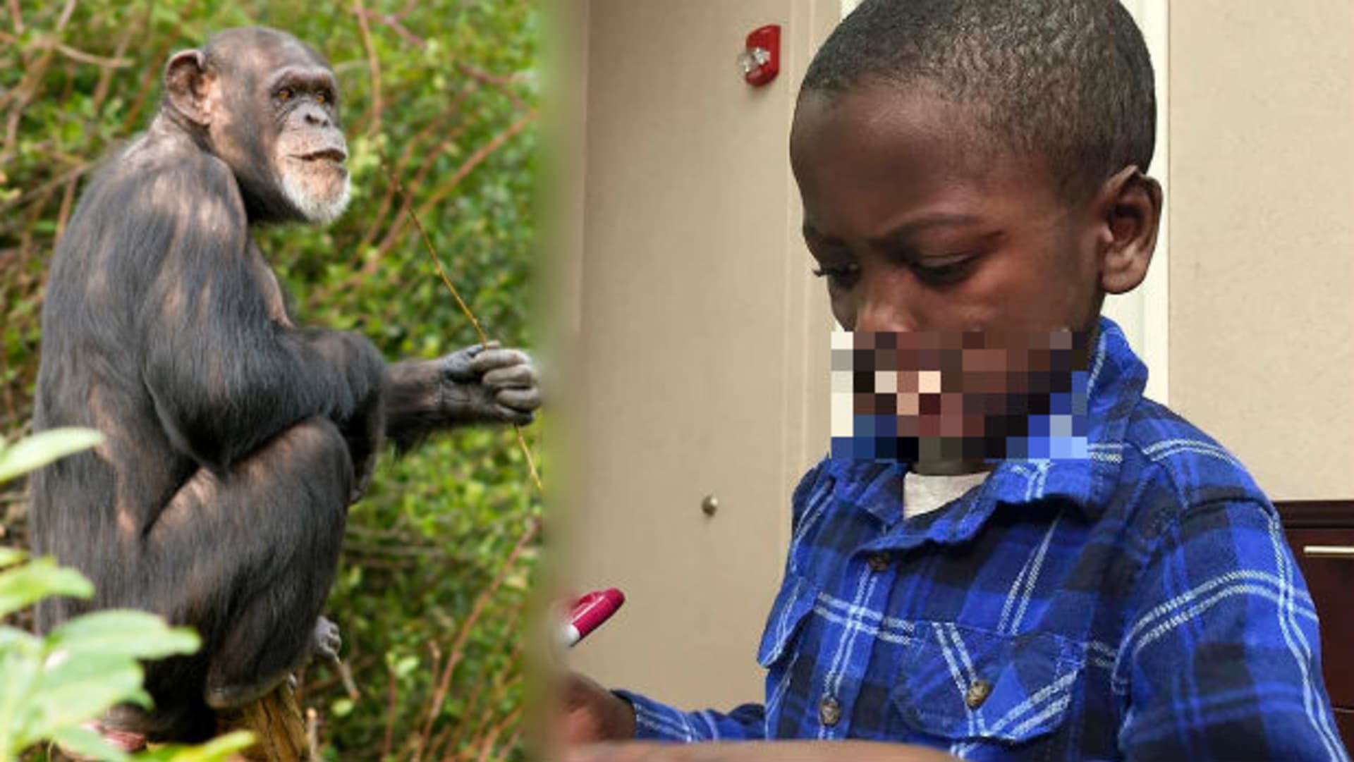Útok šimpanzů přežil pouze Dunia.