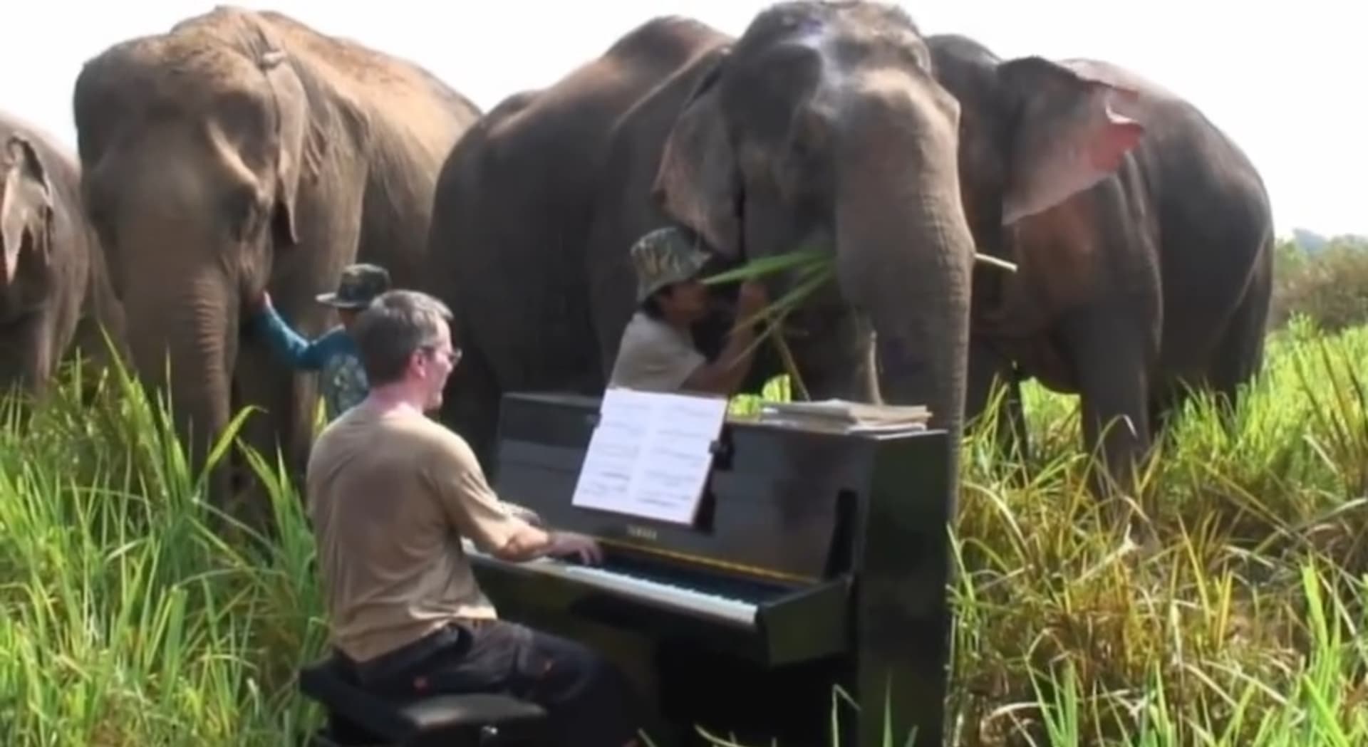 Klavírista zahrál nejstaršímu slonovi na světě