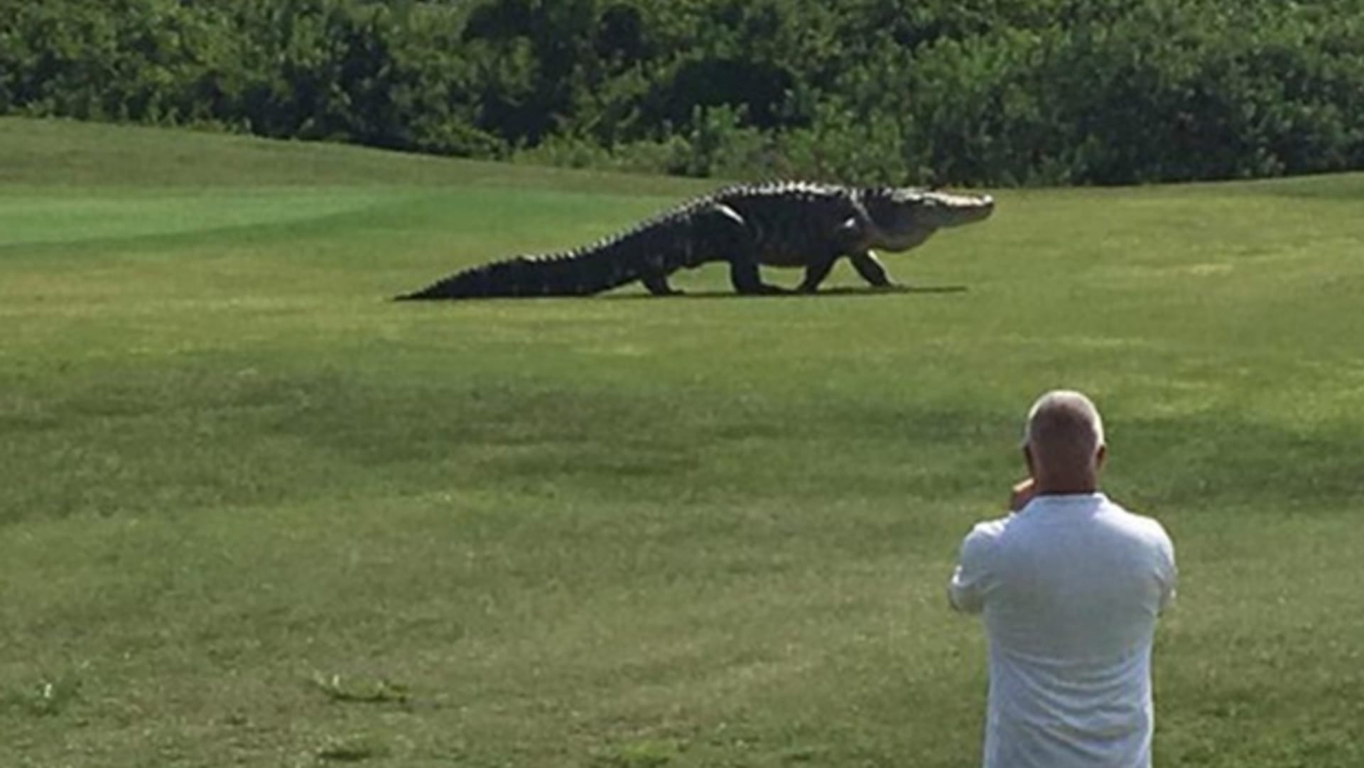 Po golfovém hřišti se procházel obrovský aligátor