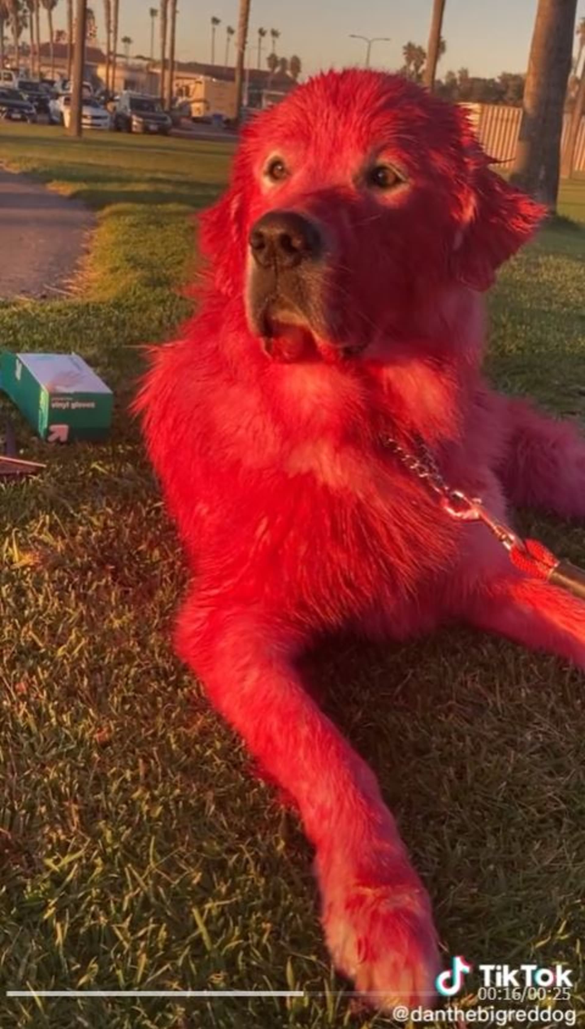 Tiktokerka nabarvila psa na červeno 1