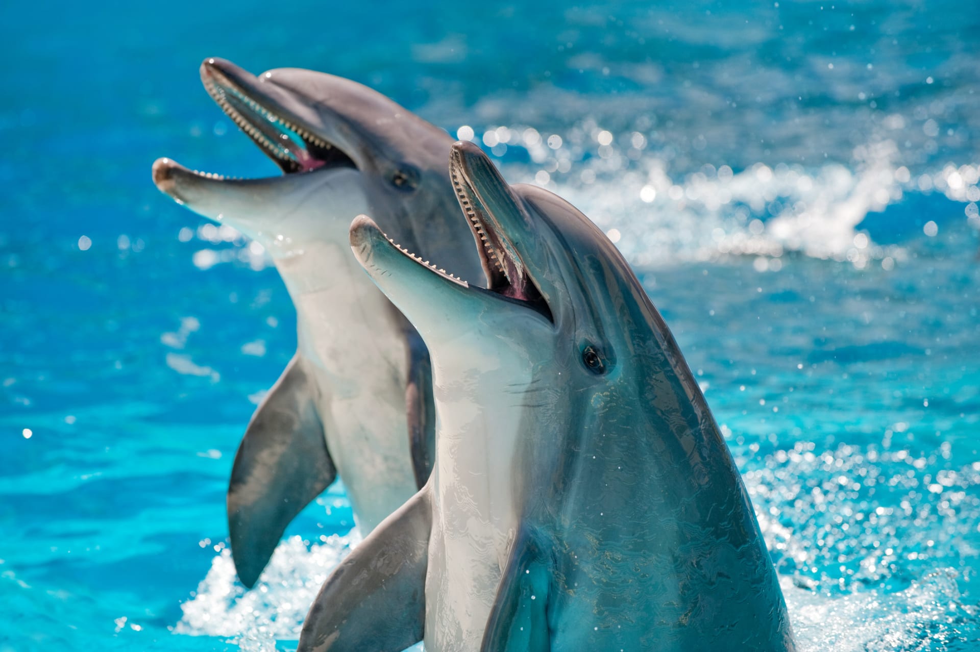 Delfíni se oslovují jmény.