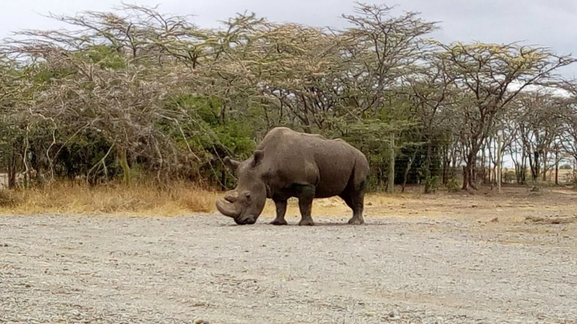 Nosorožec Sudán je posledním samcem svého druhu