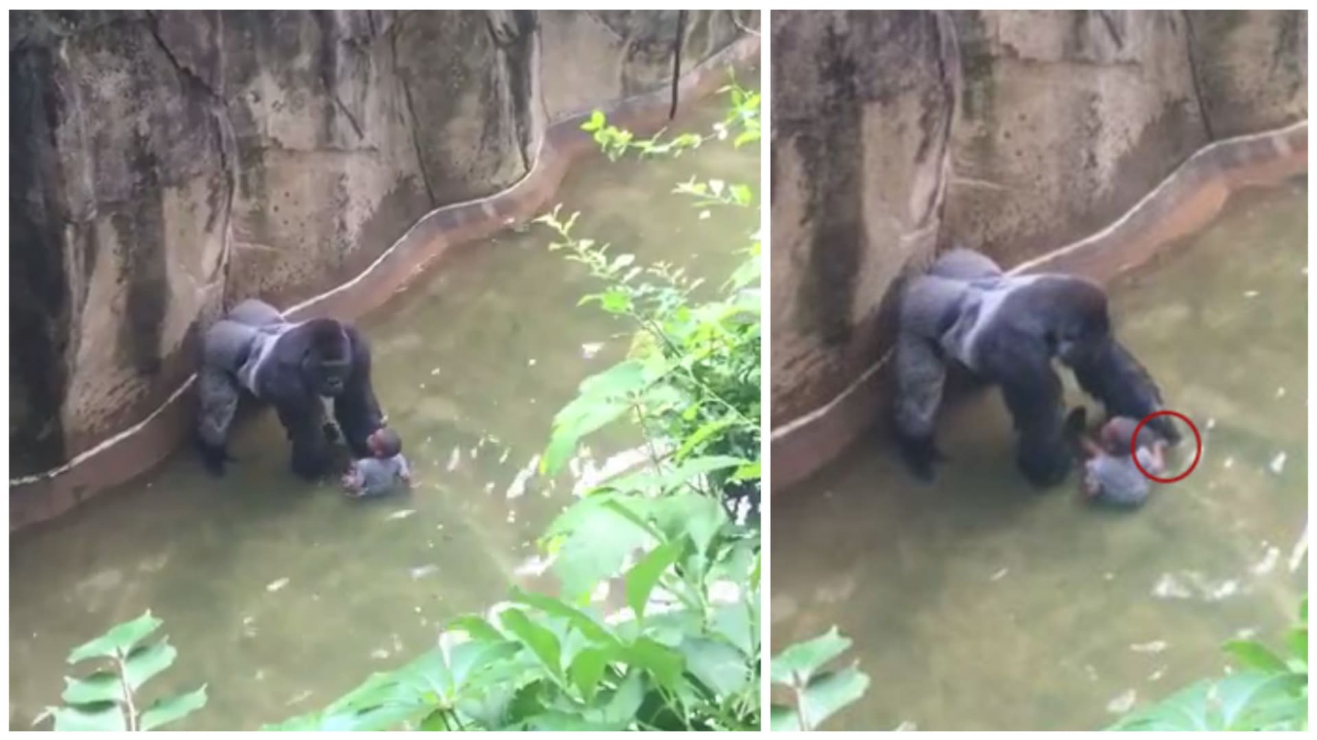 Šokující záběry gorily a dítěte.