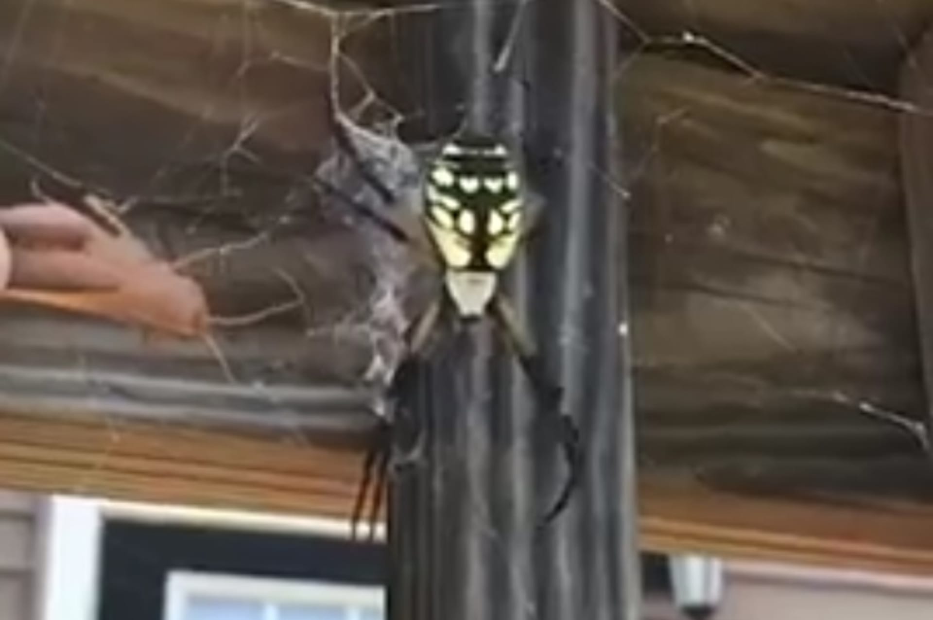 Záběry obřího pavouka, který útočí na kobylku. 1
