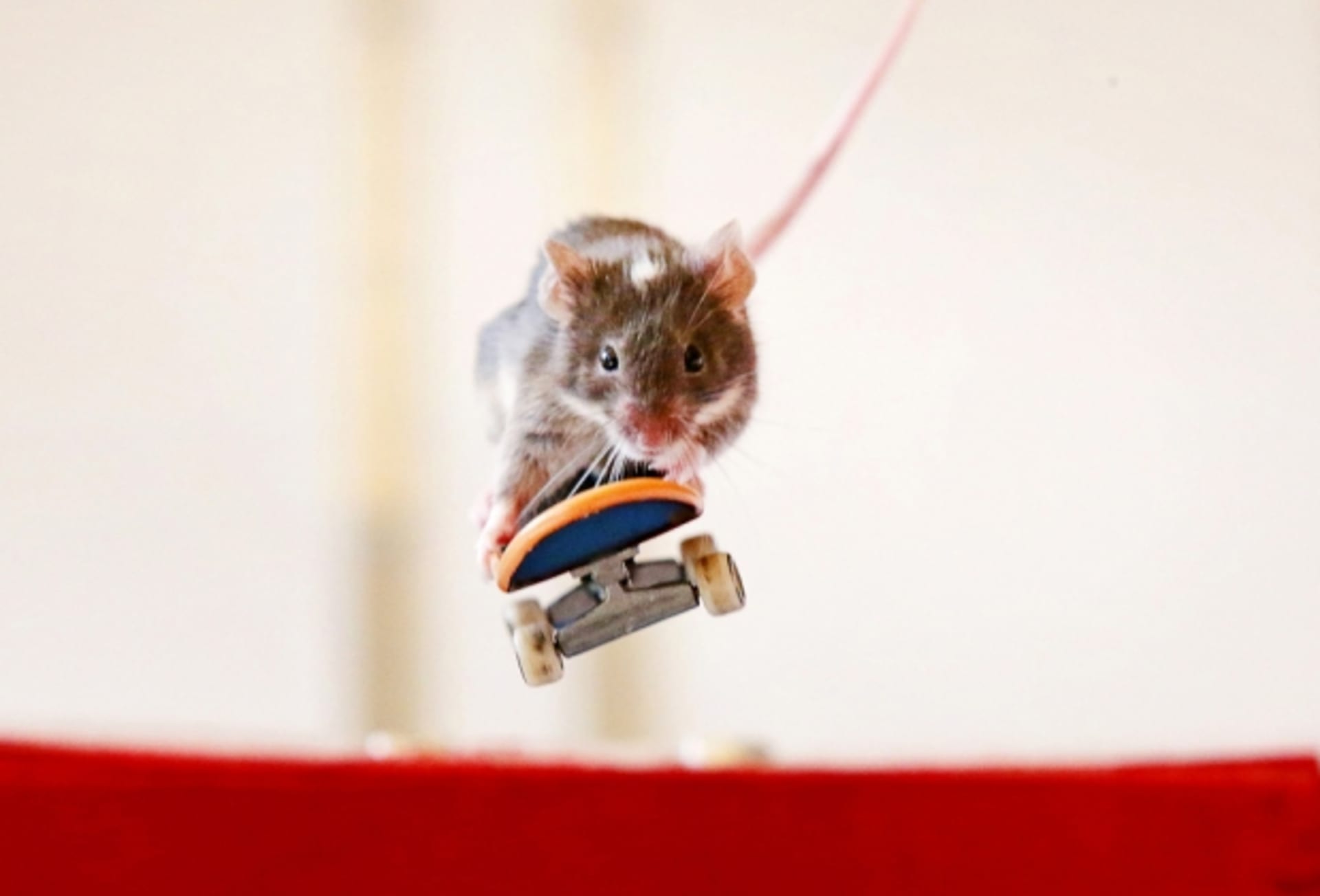 V Austrálii si to sviští myši na skateboardu... to koukáte, co?!