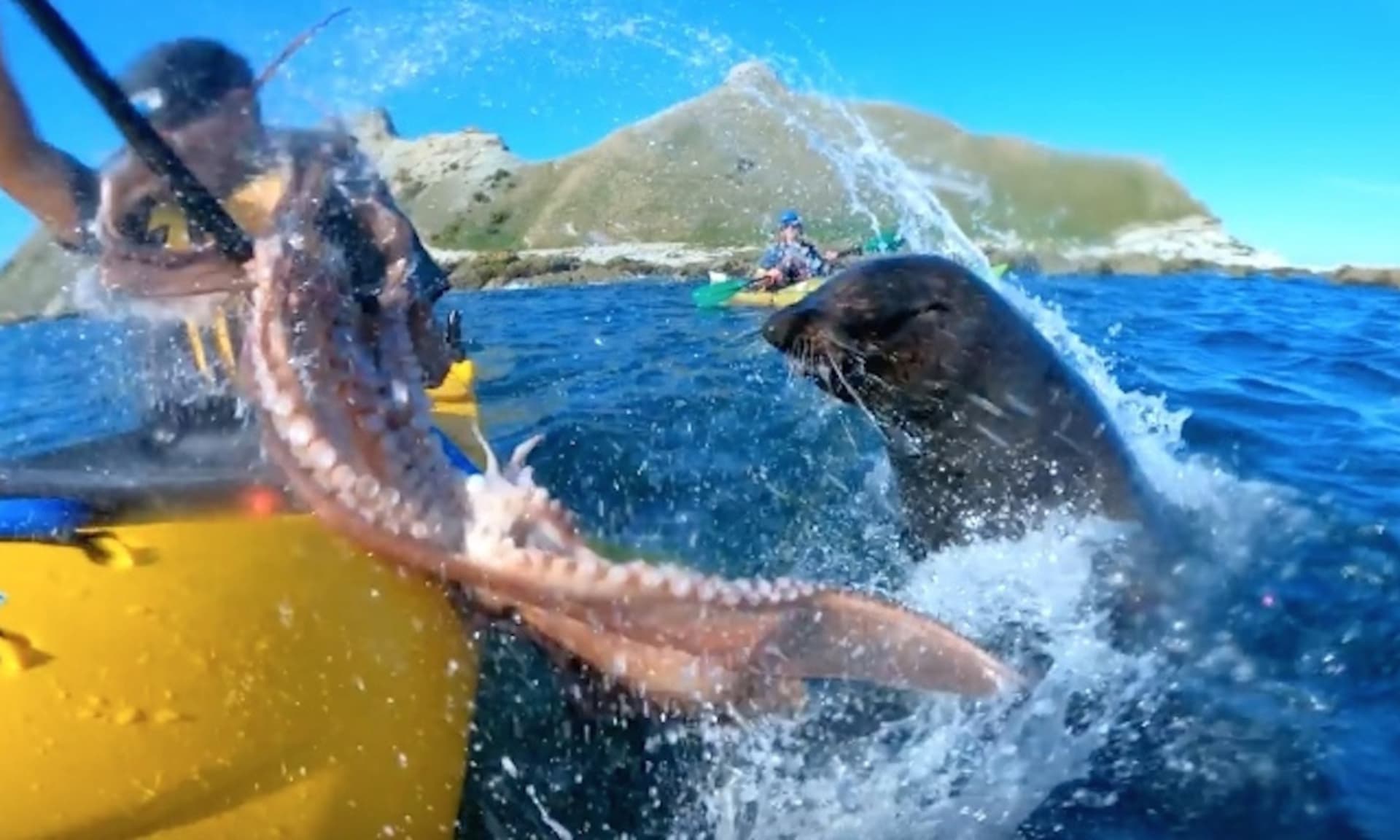 Kajakář dostal od tuleně po hlavě chobotnicí 2