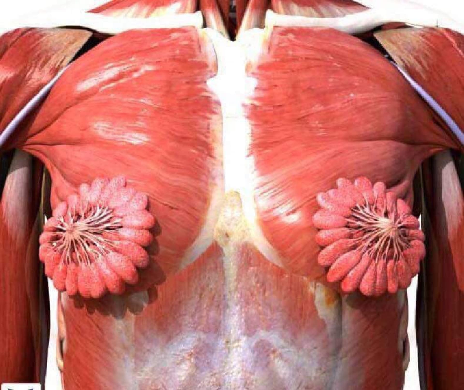 Obrázek ukazuje, jak vypadají mléčné žlázy v prsu 2