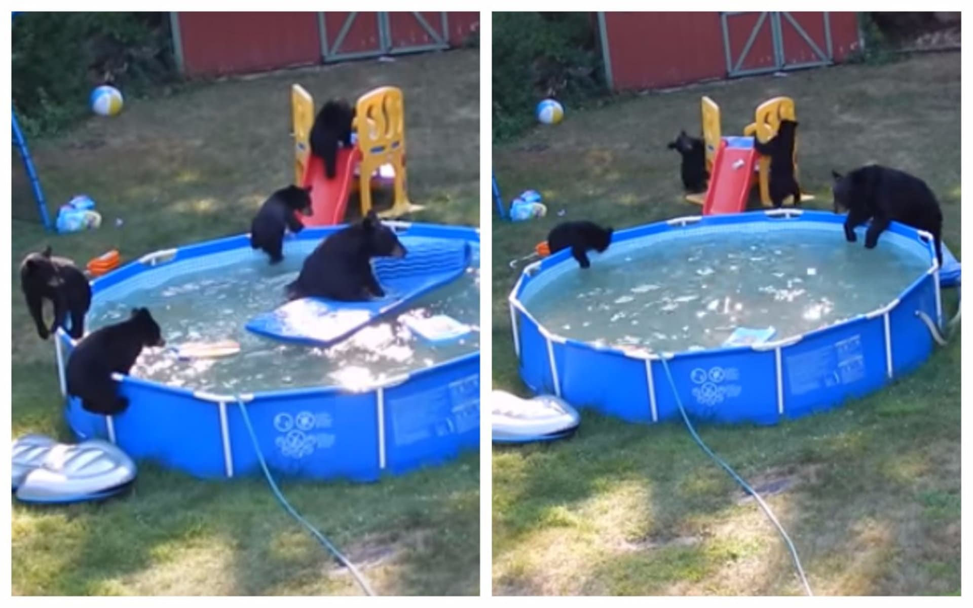 Medvědice s medvíďaty dovádějí v bazénu