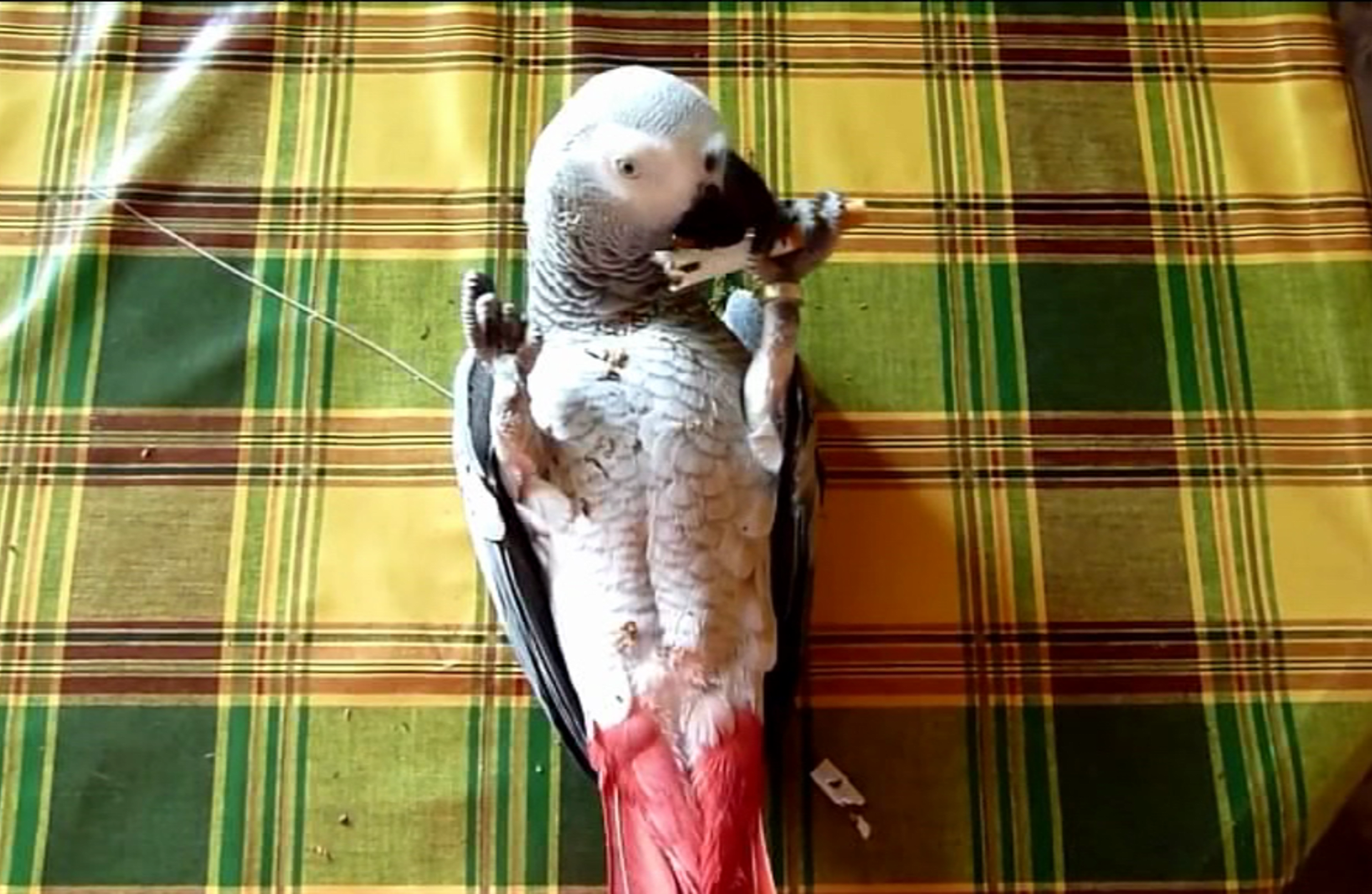 video Divácké zprávy: Papoušek má tabák na háku!