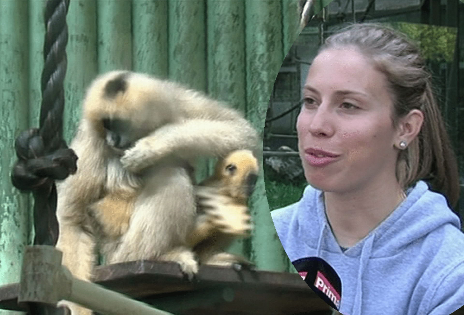 Video VIP zprávy: Olympionička Samková se stala kmotrou malého opičátka