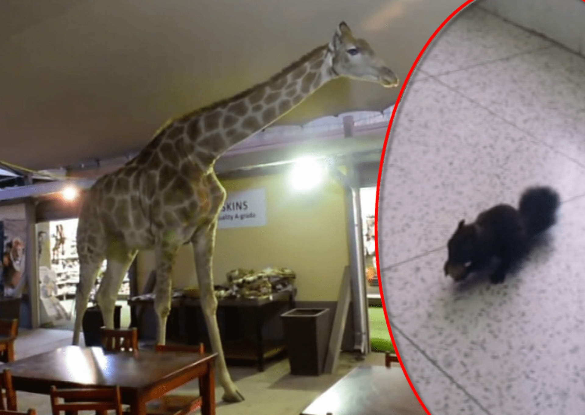 video Divácké zprávy: Veveřák rád chodí do zubařské ordinace - vždycky tu na něj čeká nějaký oříšek od pacientů. To žirafa si musí nejdřív něco vyžebrat sama...