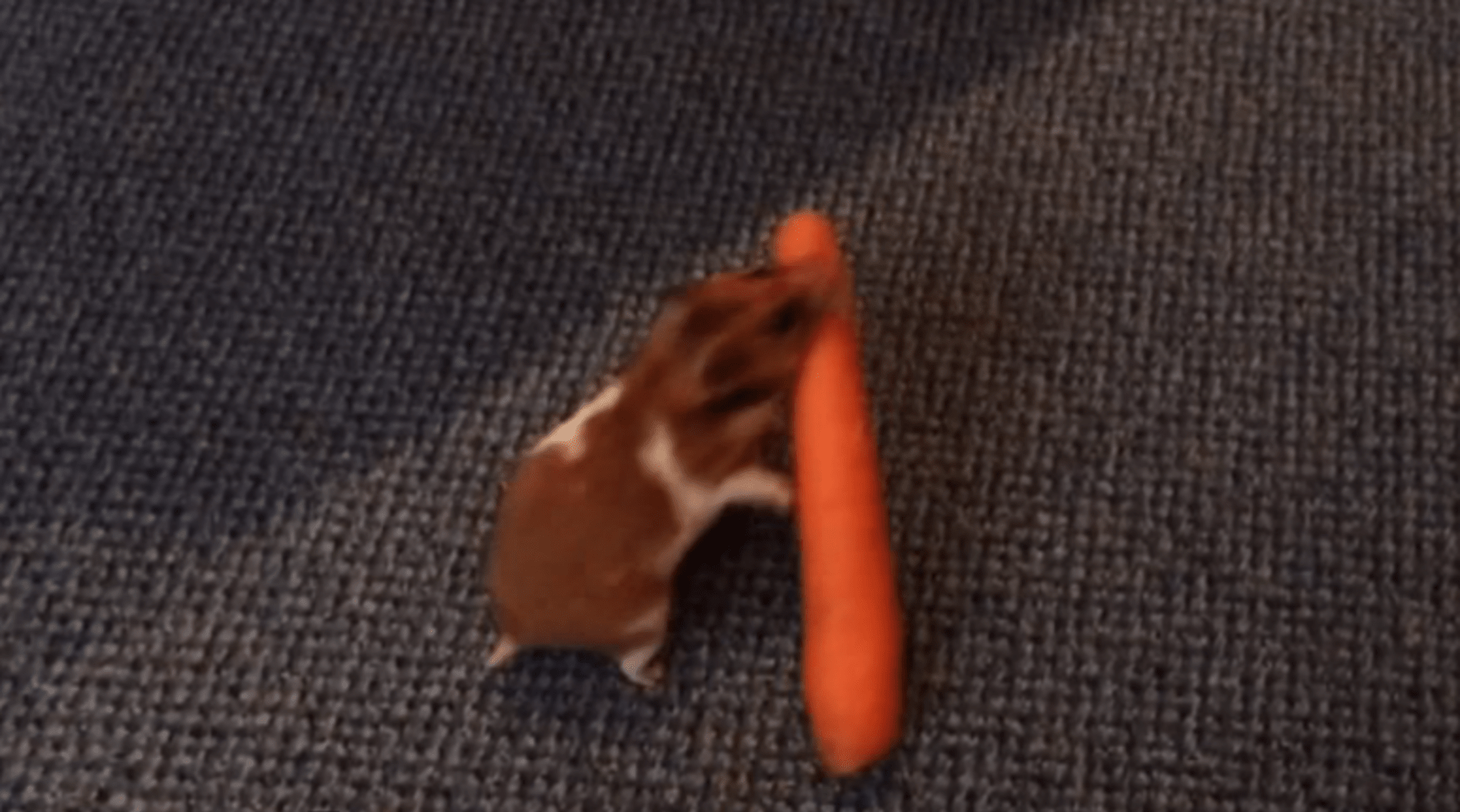 Video Divácké zprávy: Křeček maže s mrkví z dohledu