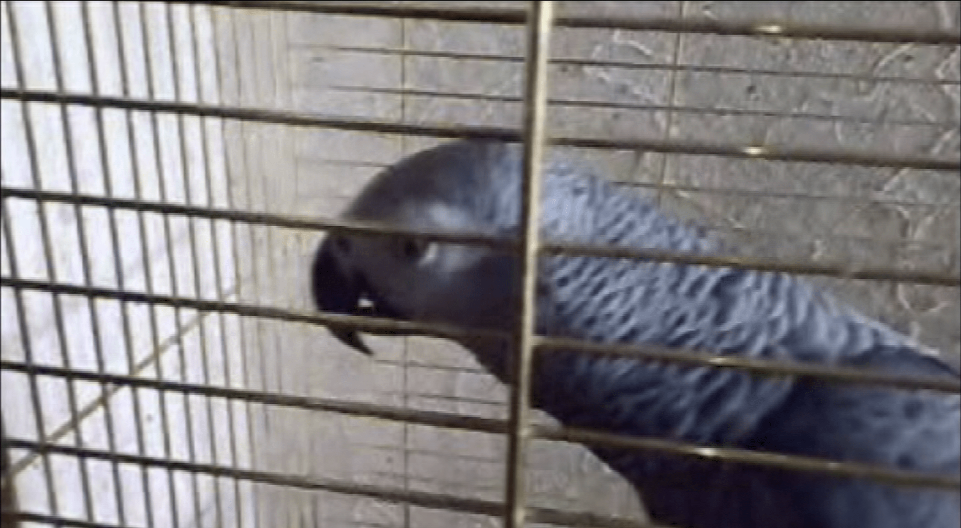 video Divácké zprávy: Tenhle papoušek se učí rychle - ovšem pěkně sprostá slova