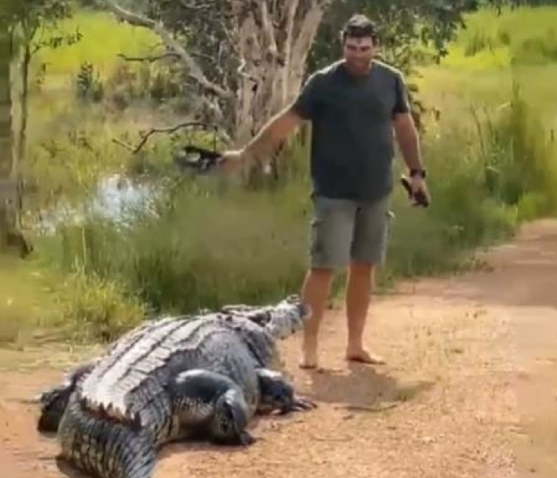 Muž odháněl masivního krokodýla.