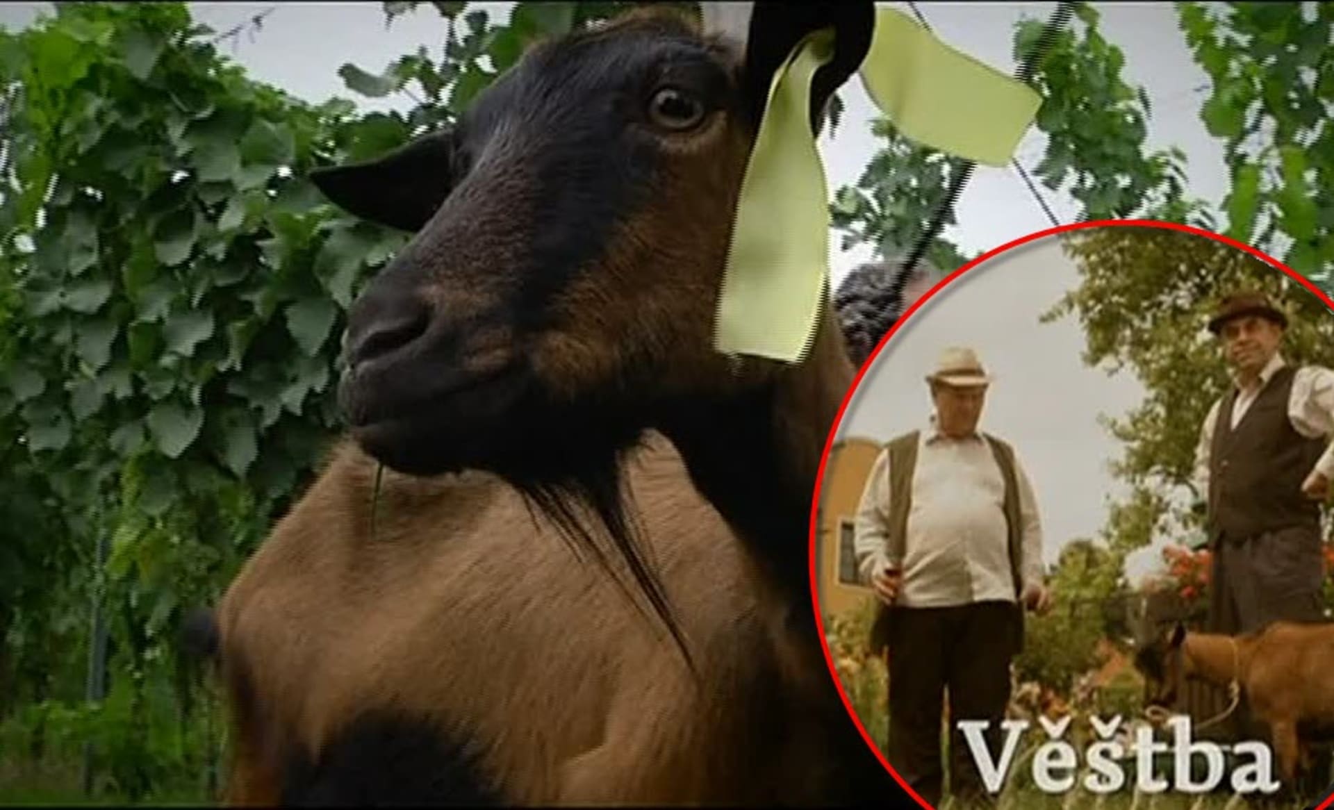 Video VIP zprávy: Tahle koza je zkušená herečka - je jí už 11 let a hrála v mnoha filmech
