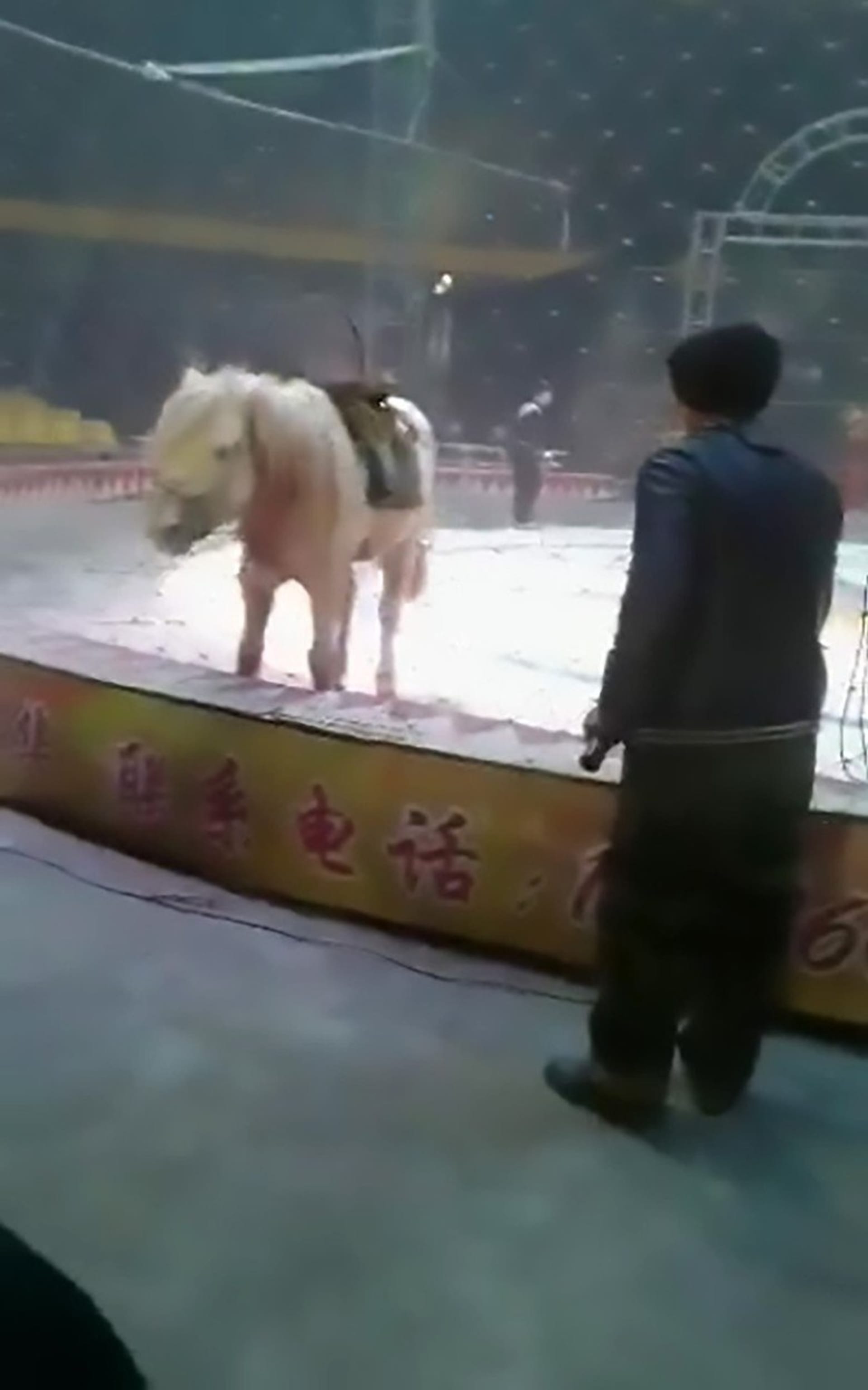 Brutální útok divokých zvířat zavřených v cirkusu