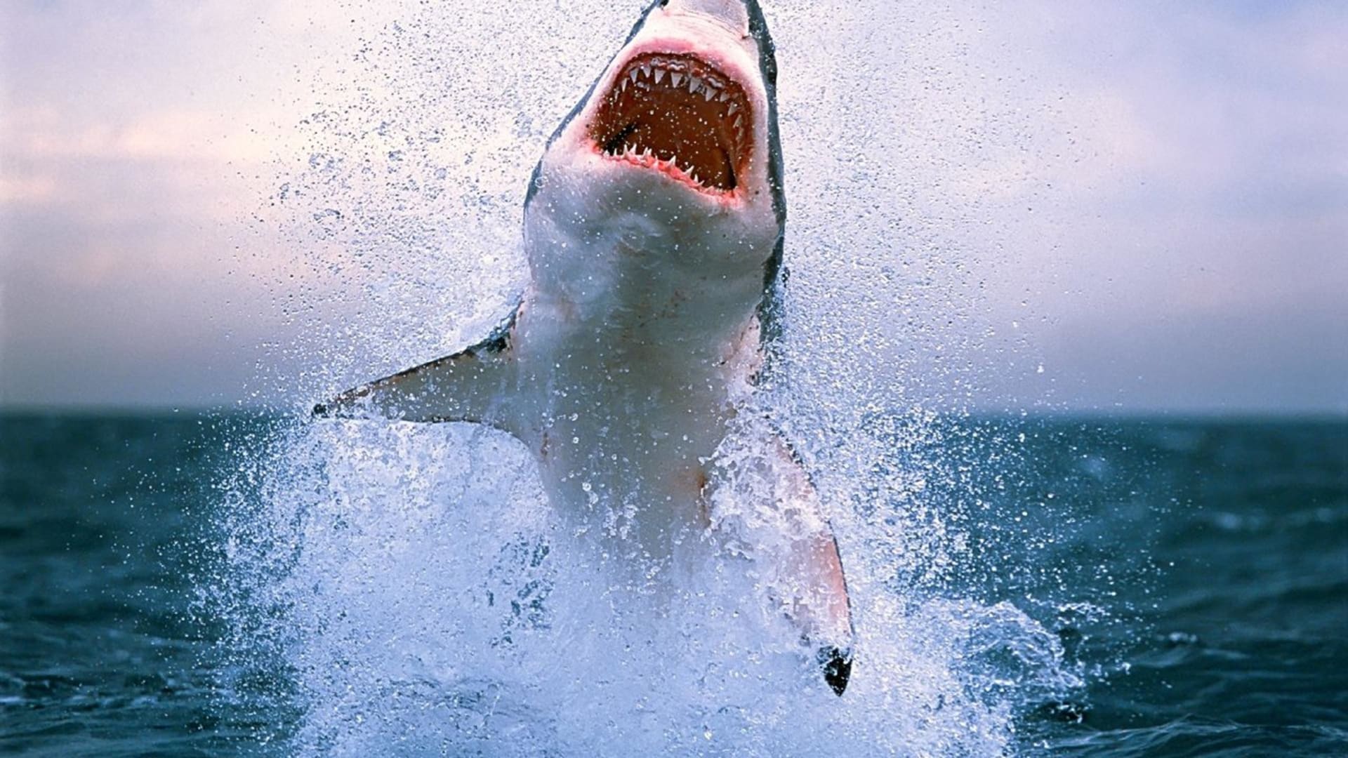 Žralok ve skoku vypadá děsivě!